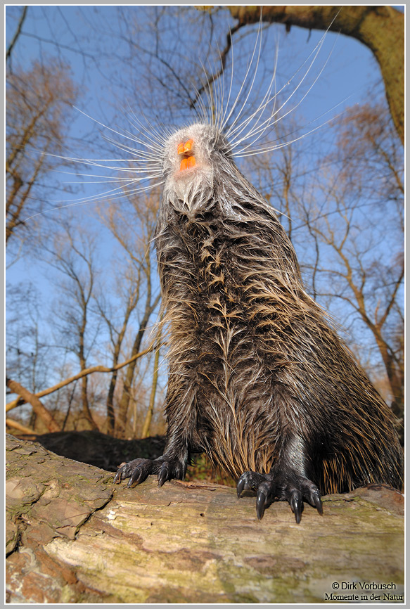 Nutria (Myocastor coypus)