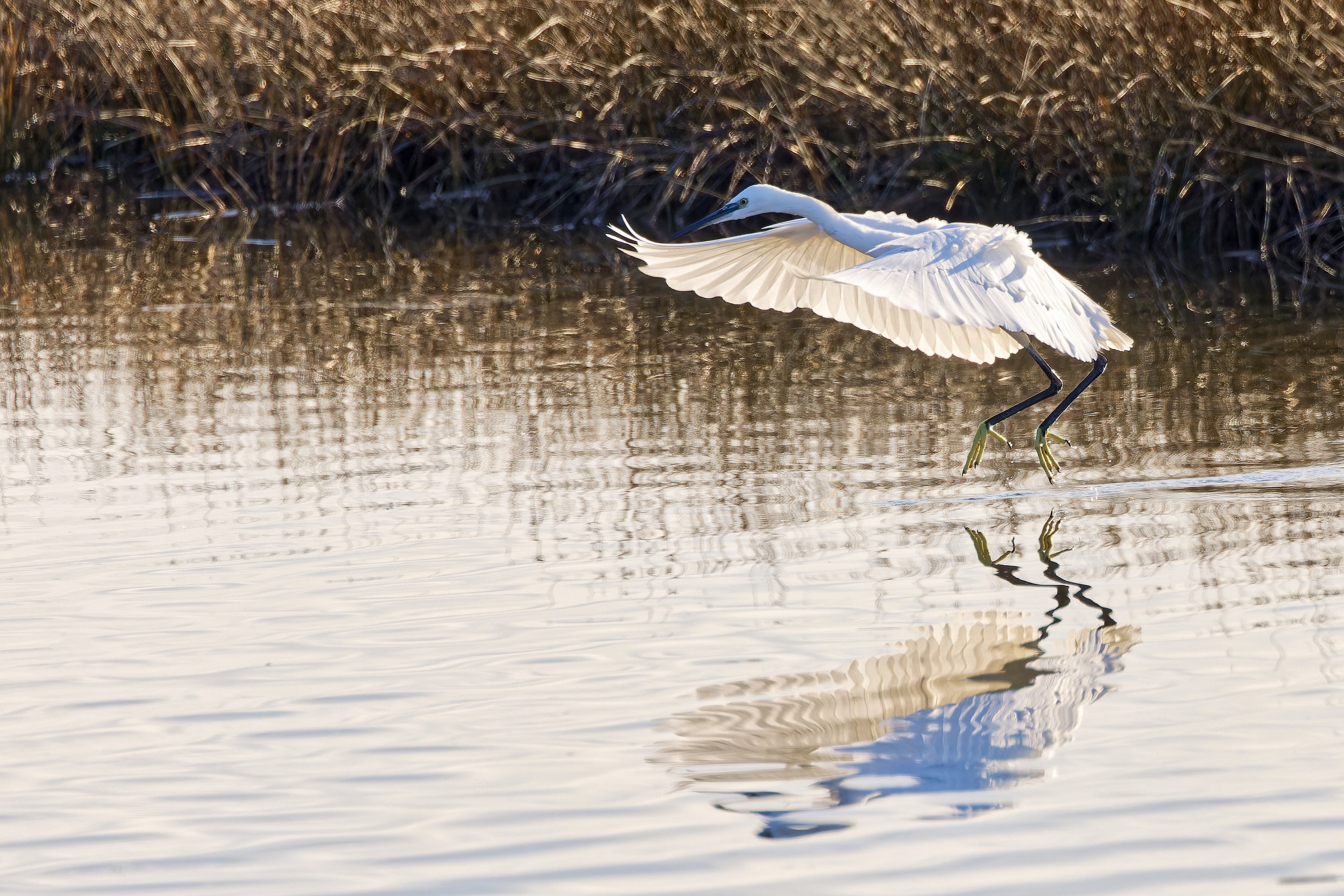 Seidenreiher in der Morgensonne