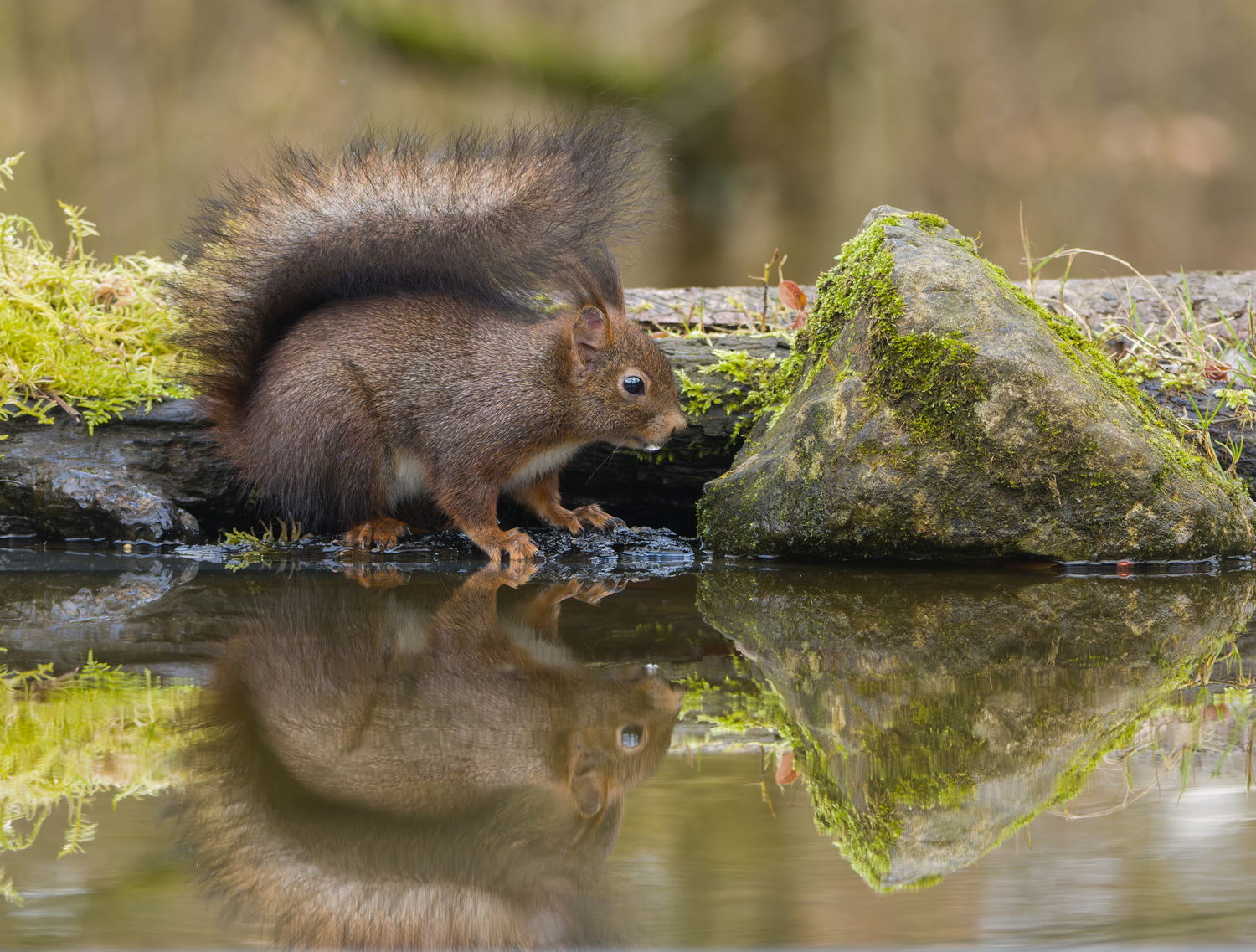 Eichhörnchen (Forum für Naturfotografen)