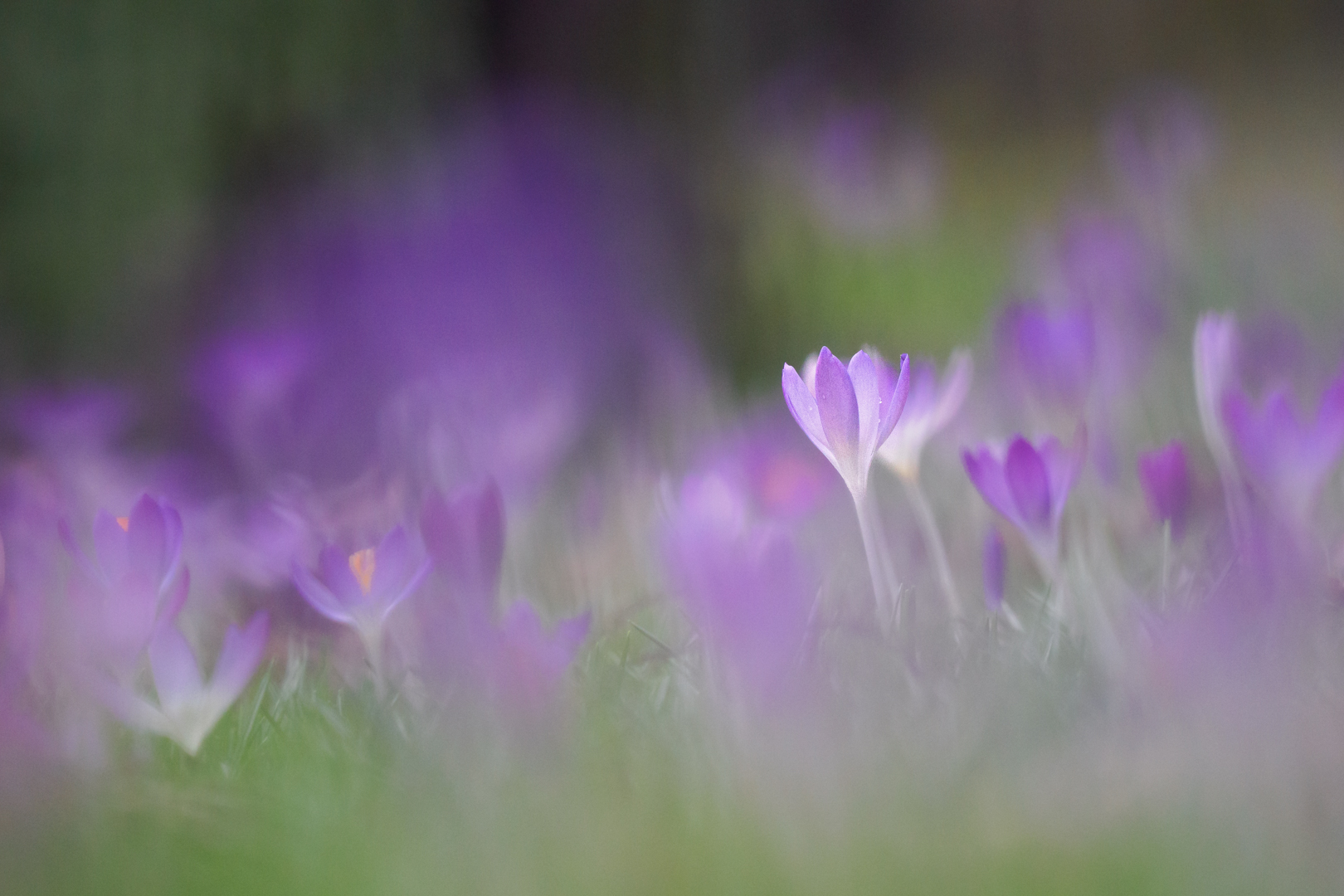 Zarter Frühling