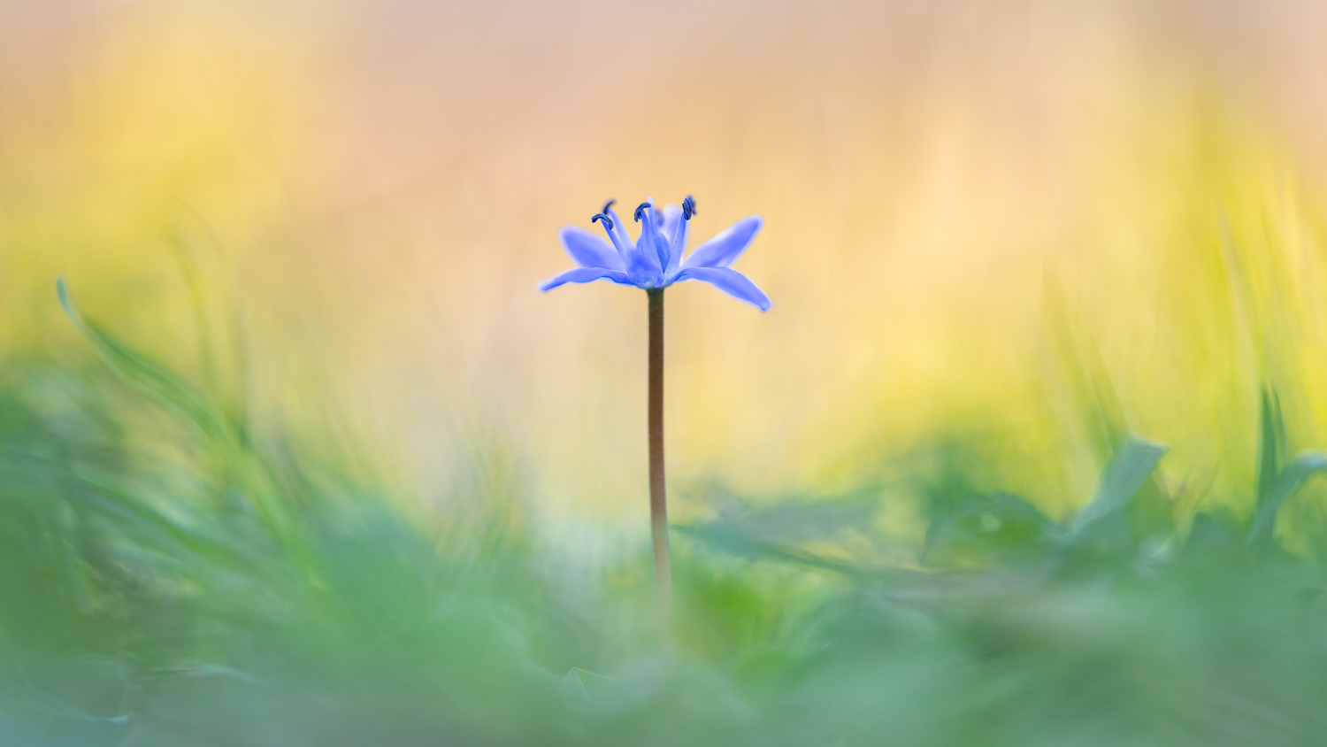 Blaue Schönheit