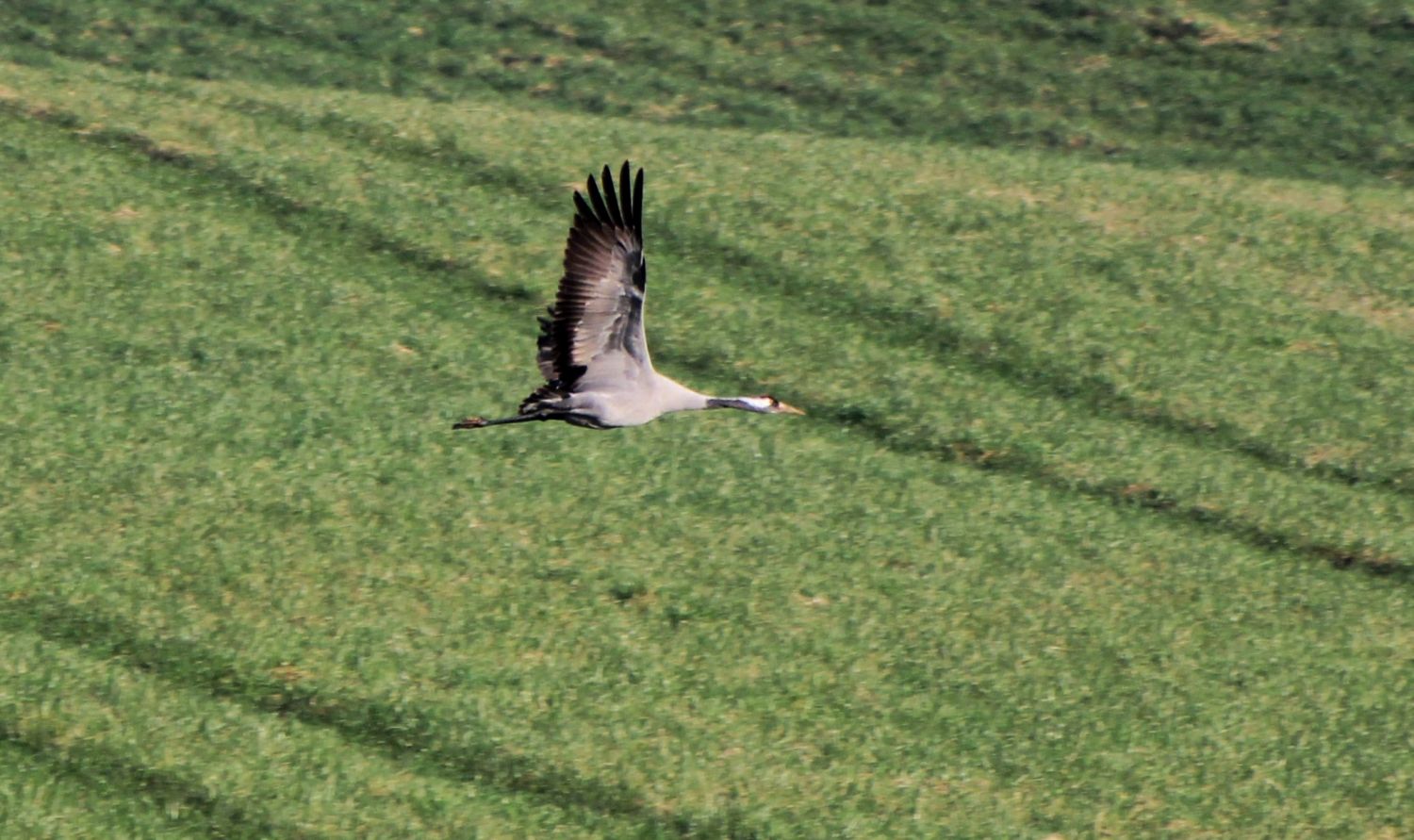 Kranich fliegt über dem Acker