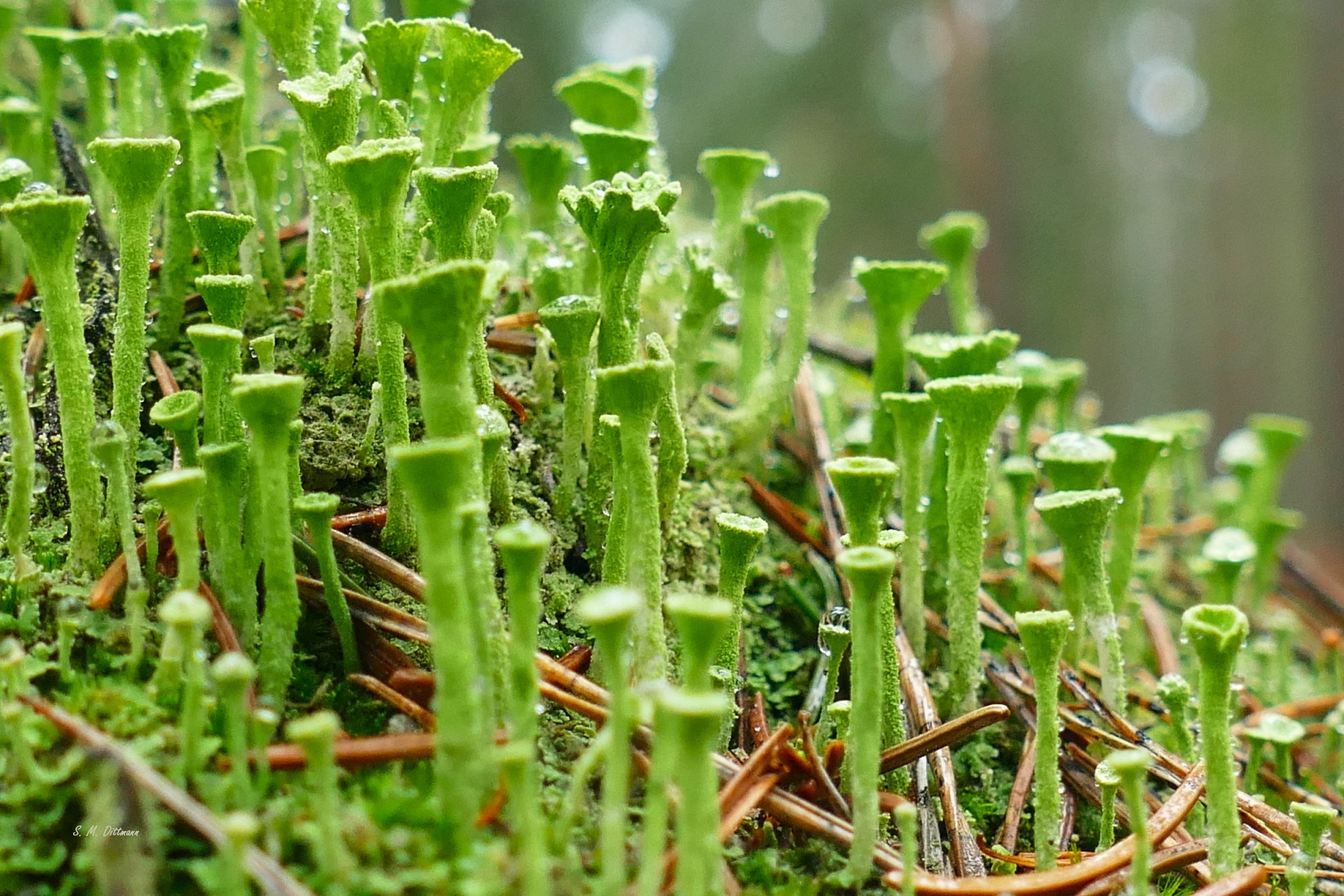 Ein Wald von Cladonia