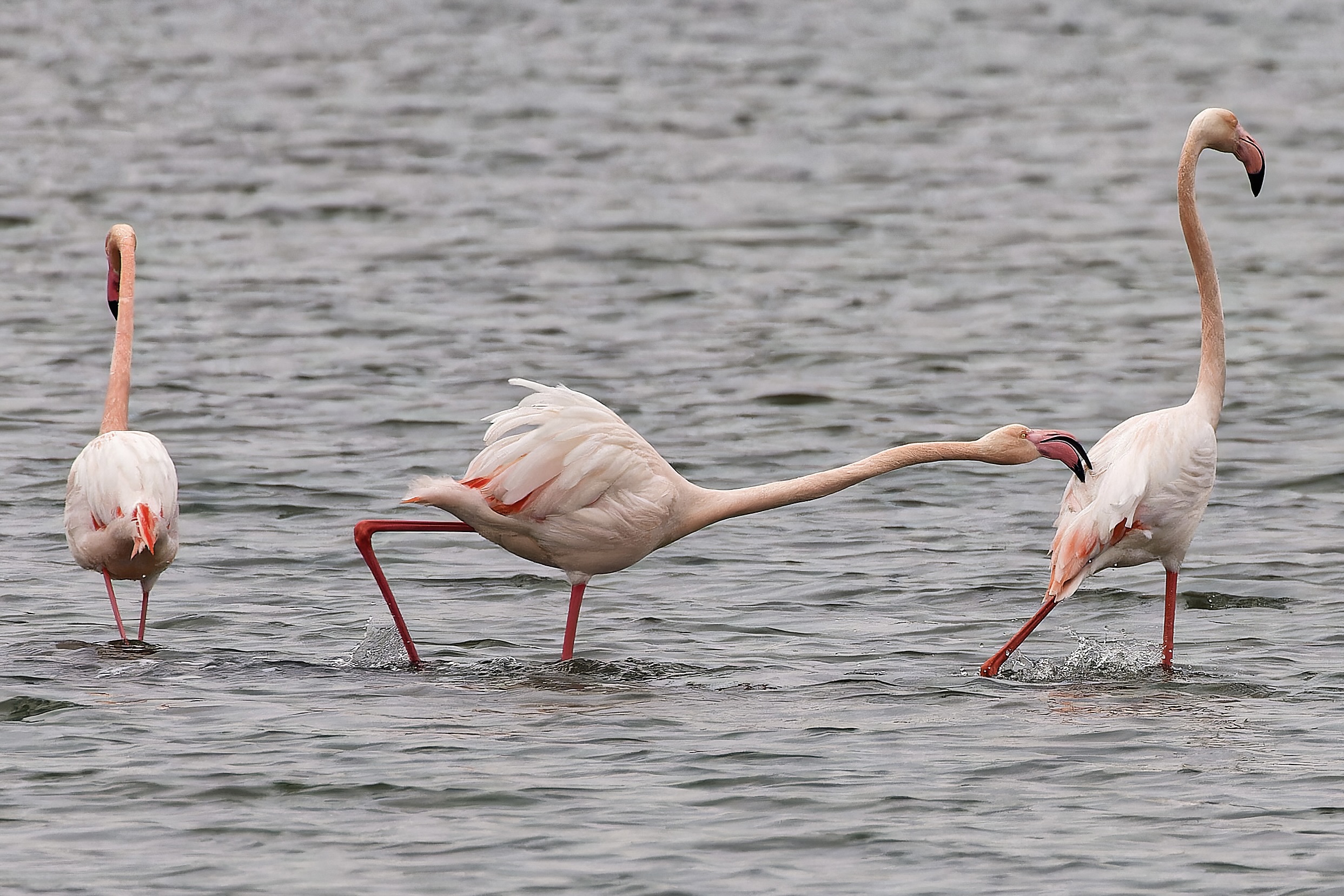 Warum Flamingos so lange Hälse haben.