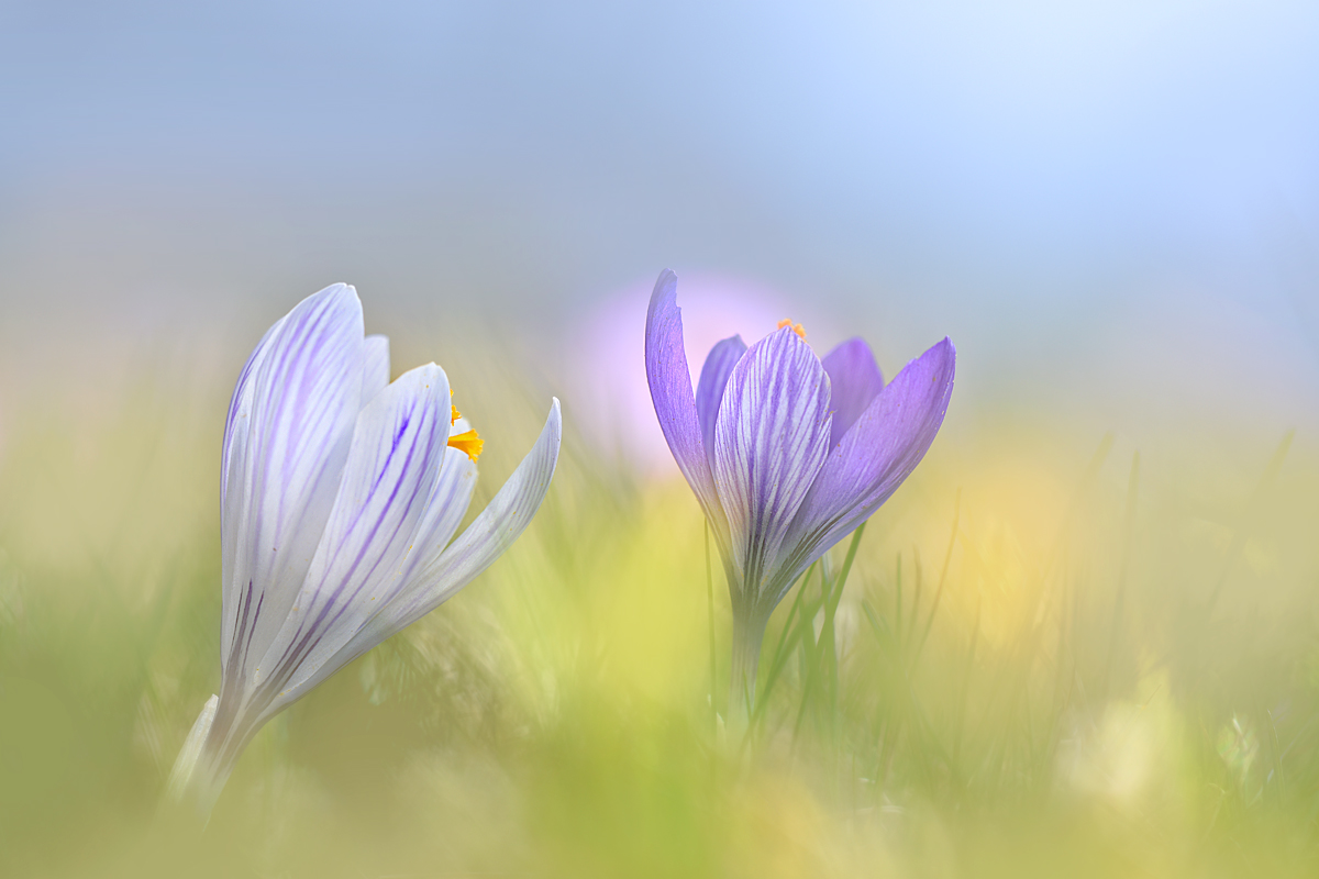 Weiß und blau