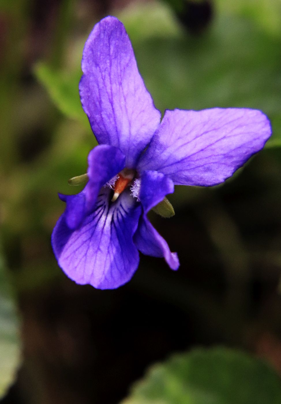 Veilchenblüte