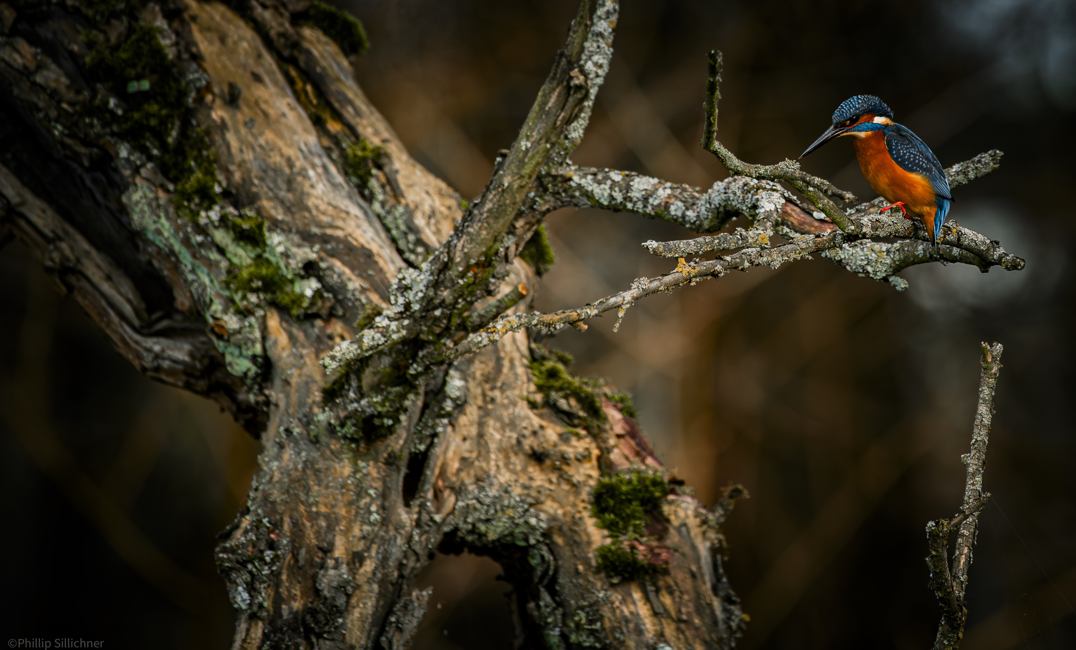 Eisvogel mal anders