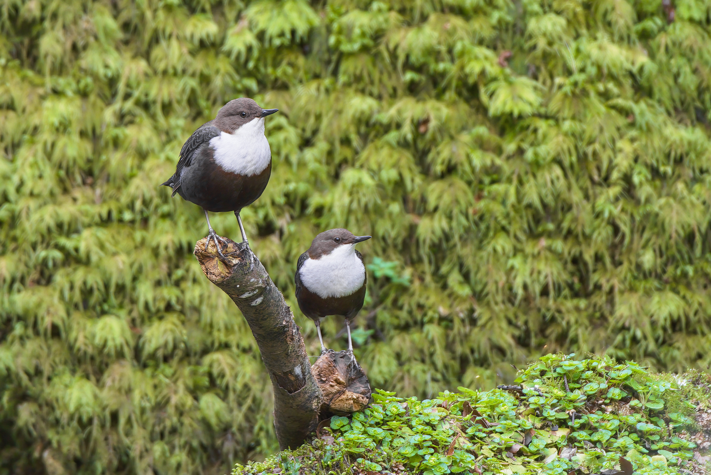 Wasseramsel Pärchen