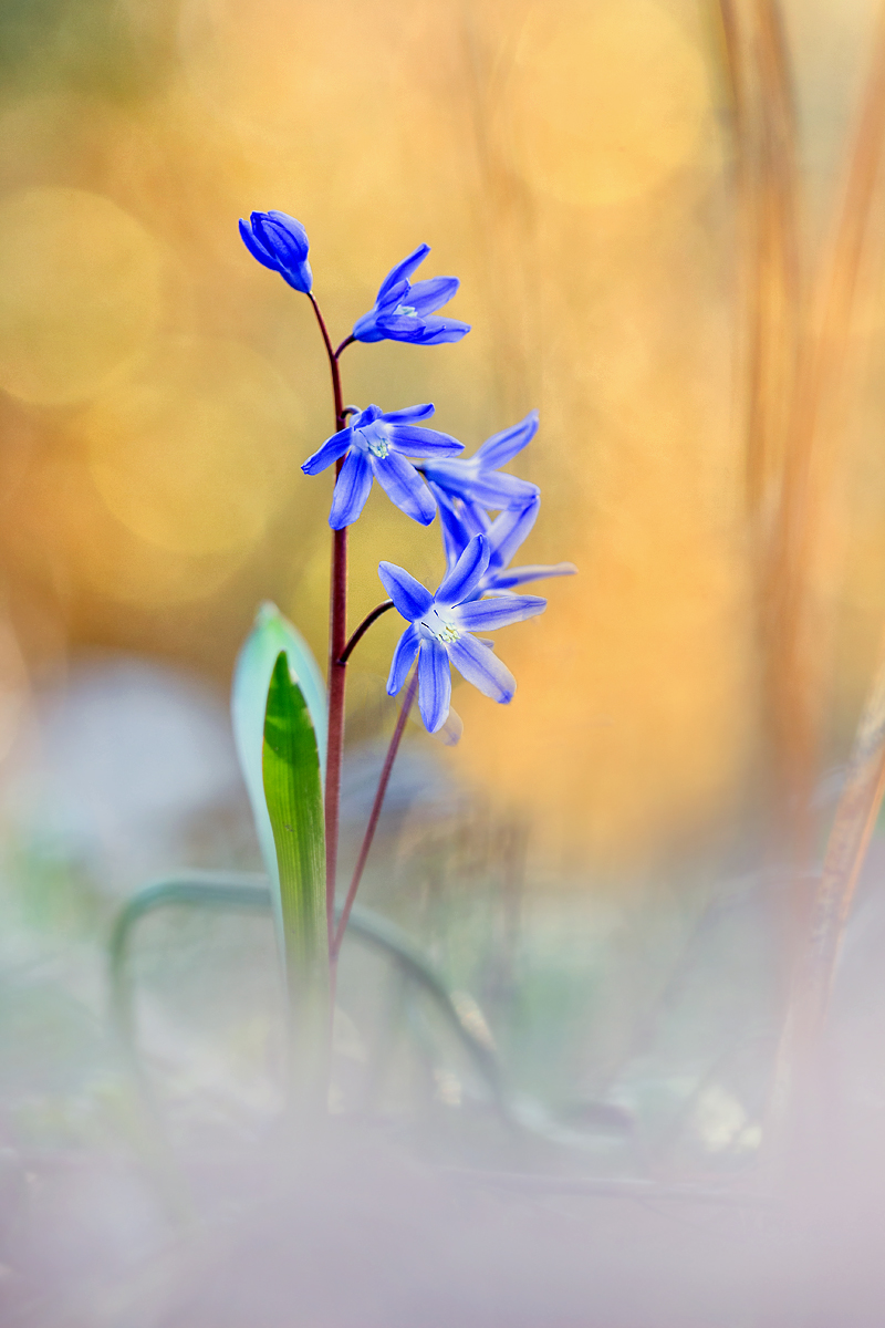 (Blaustern) edit Schneeglanz