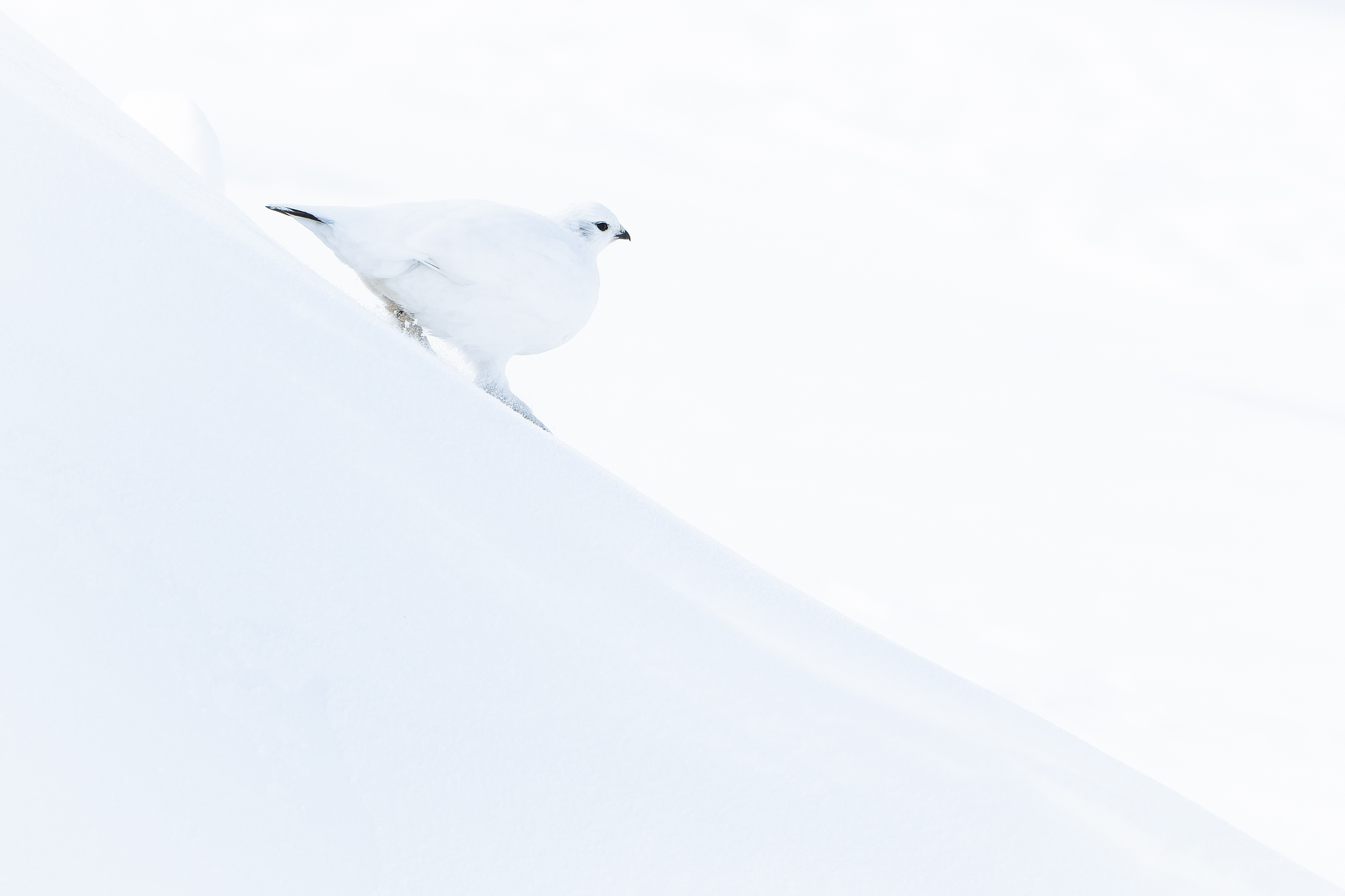 Ganz in Weiss