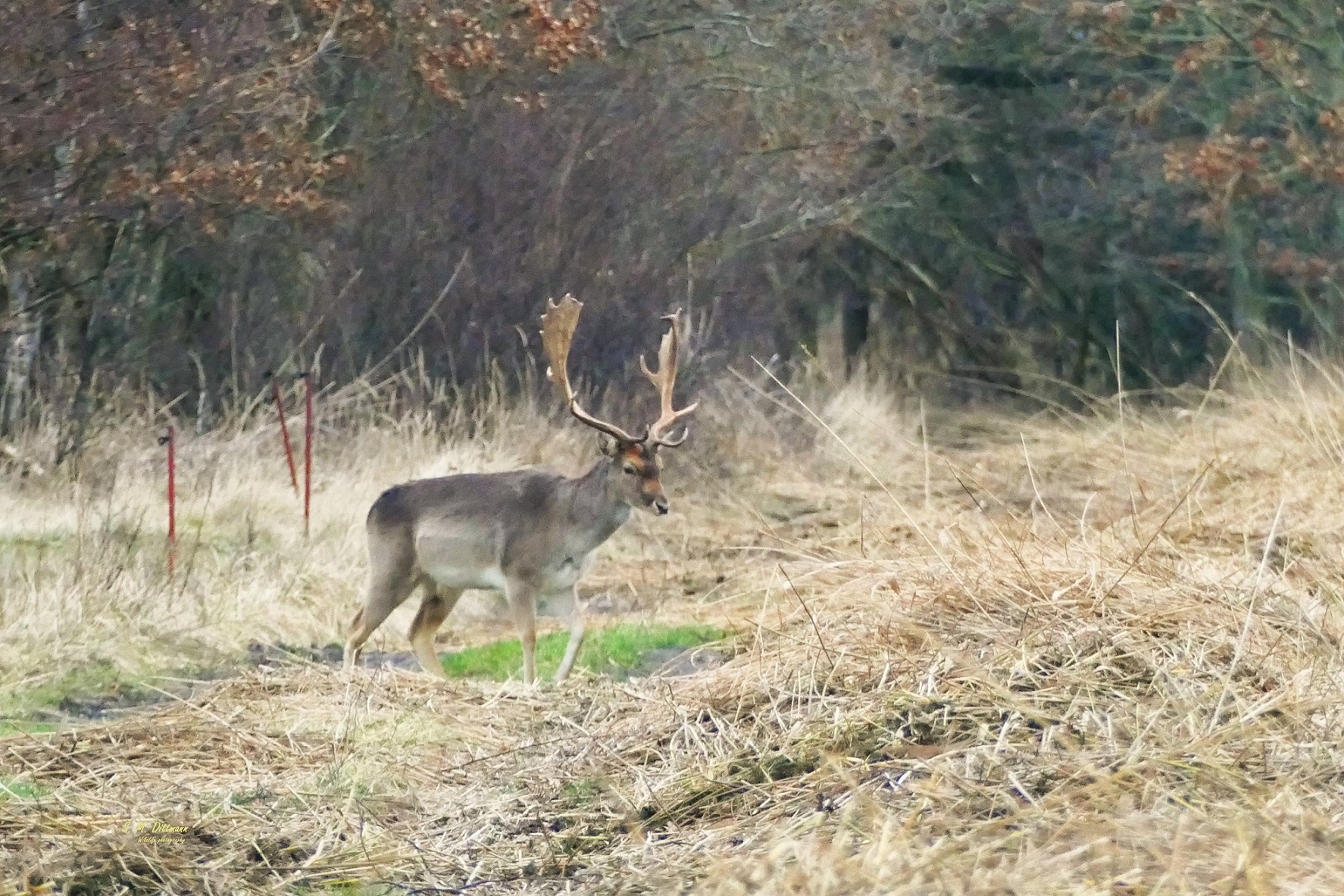 Zurück in den Wald