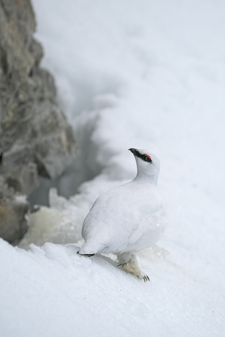 Schneehahn