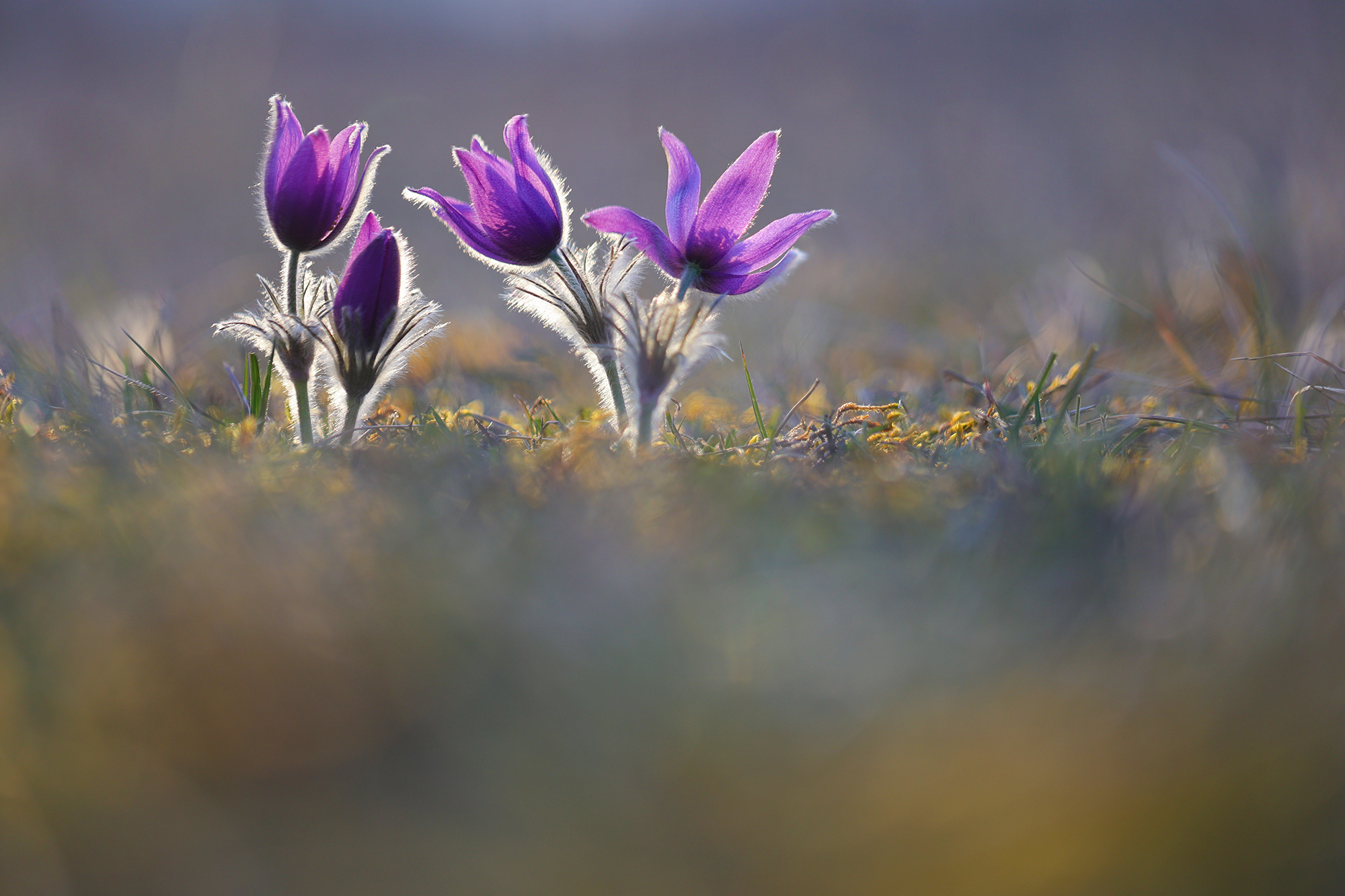 pulsatilla vulgaris