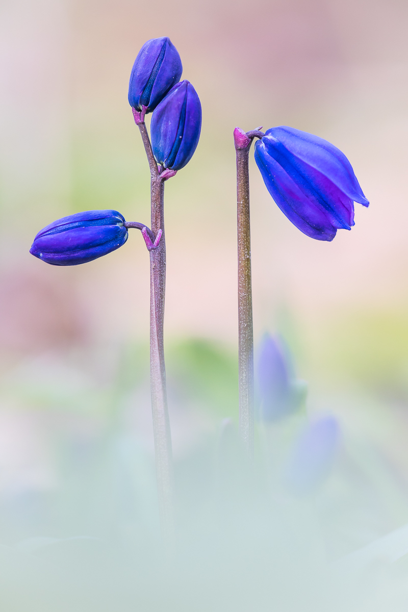 Dem Blaustern ist noch zu kalt