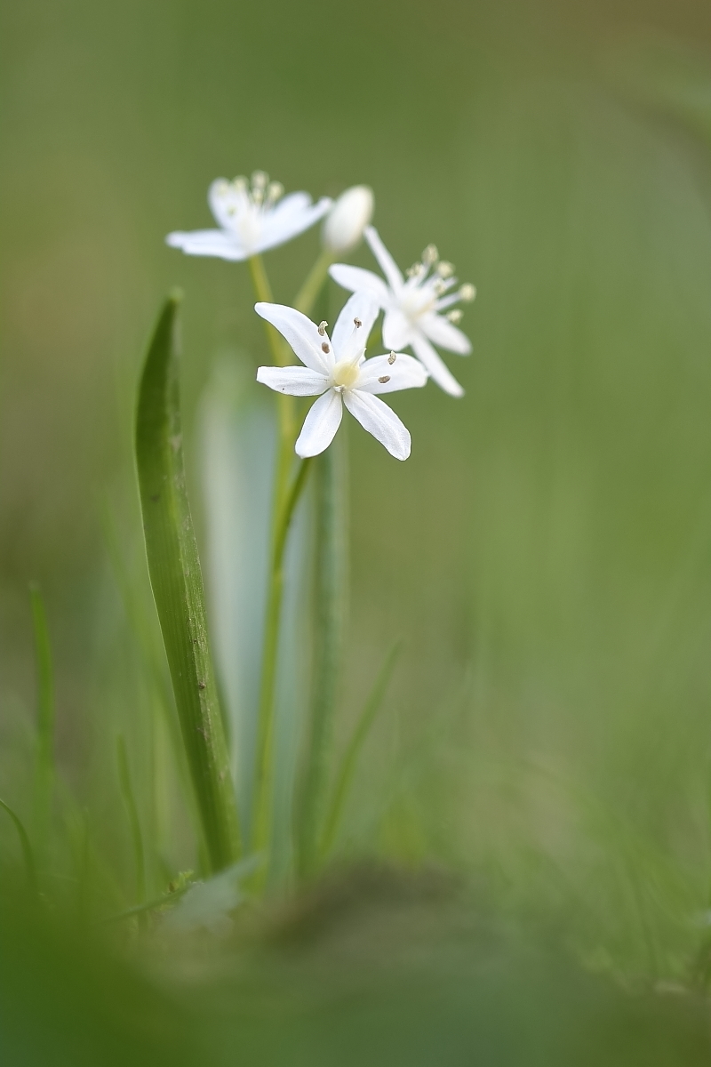 In Weiß