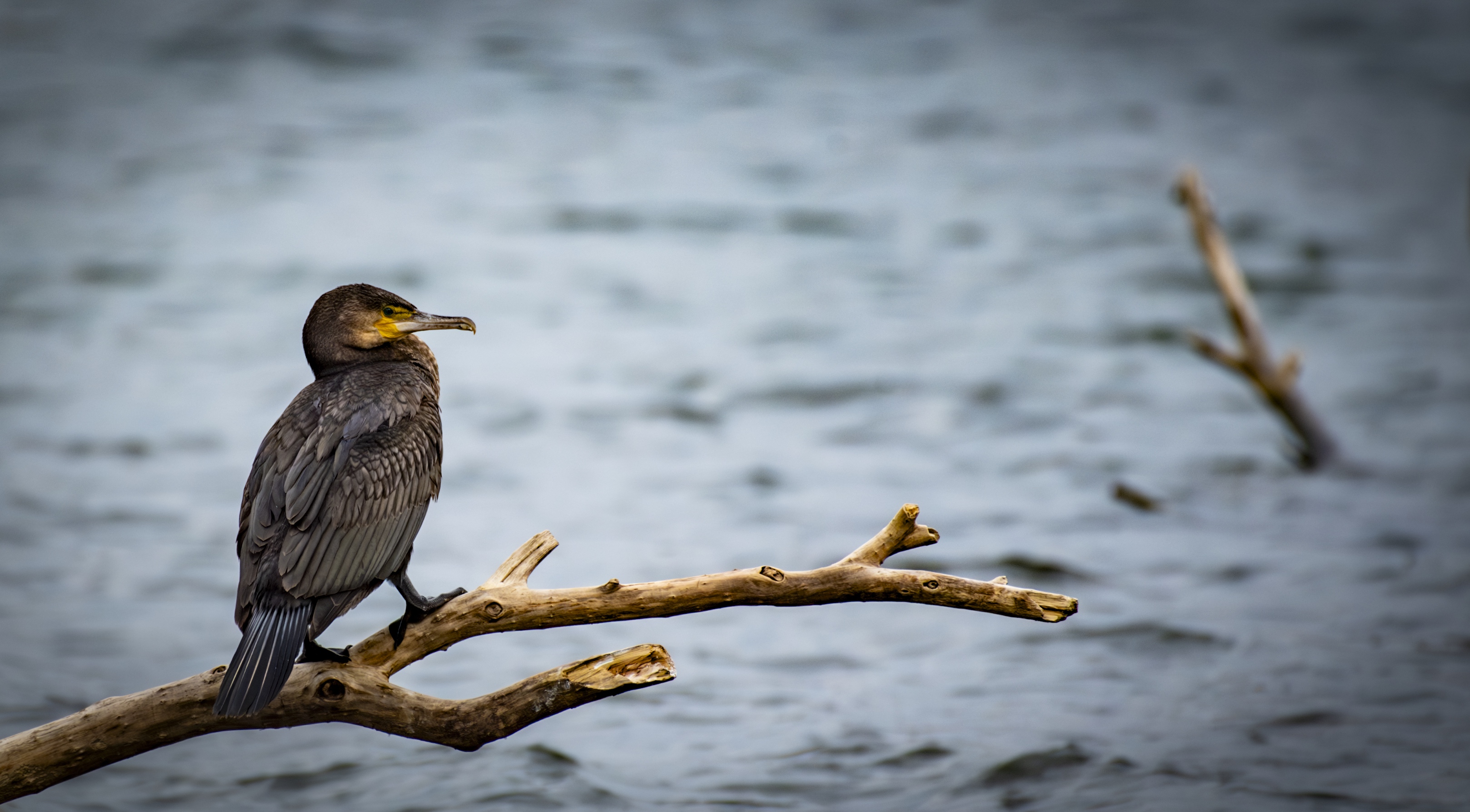 Schöner Kormoran