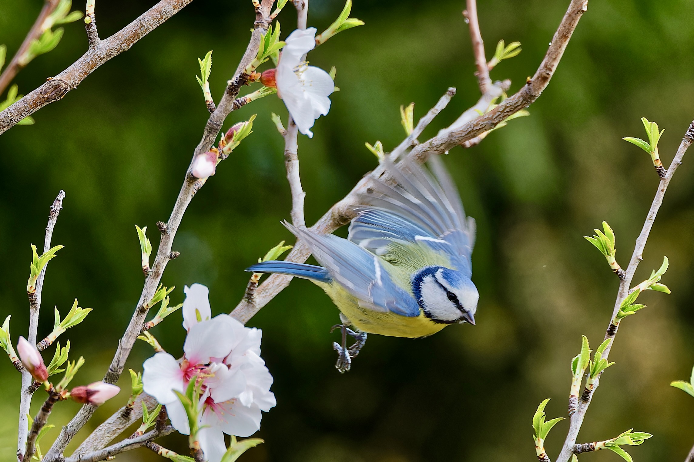 Frühling