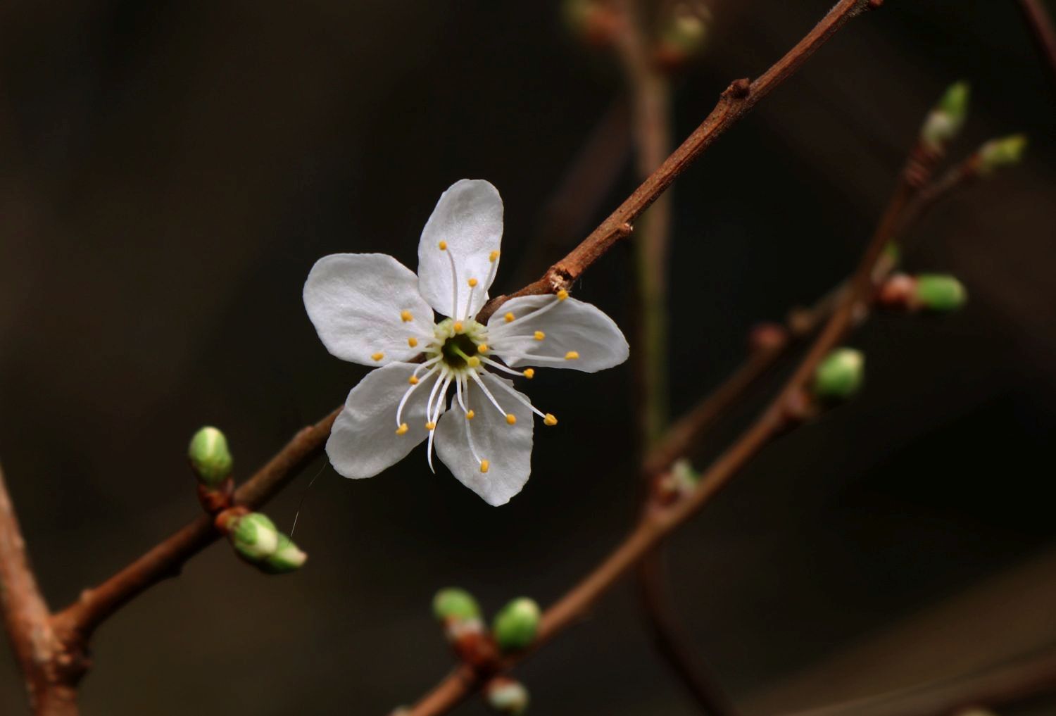 Die erste Blüte pünktlich zum Frauentag