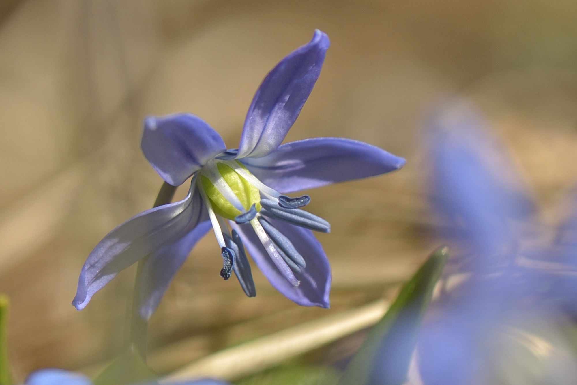 zarter Blaustern (Forum für Naturfotografen)