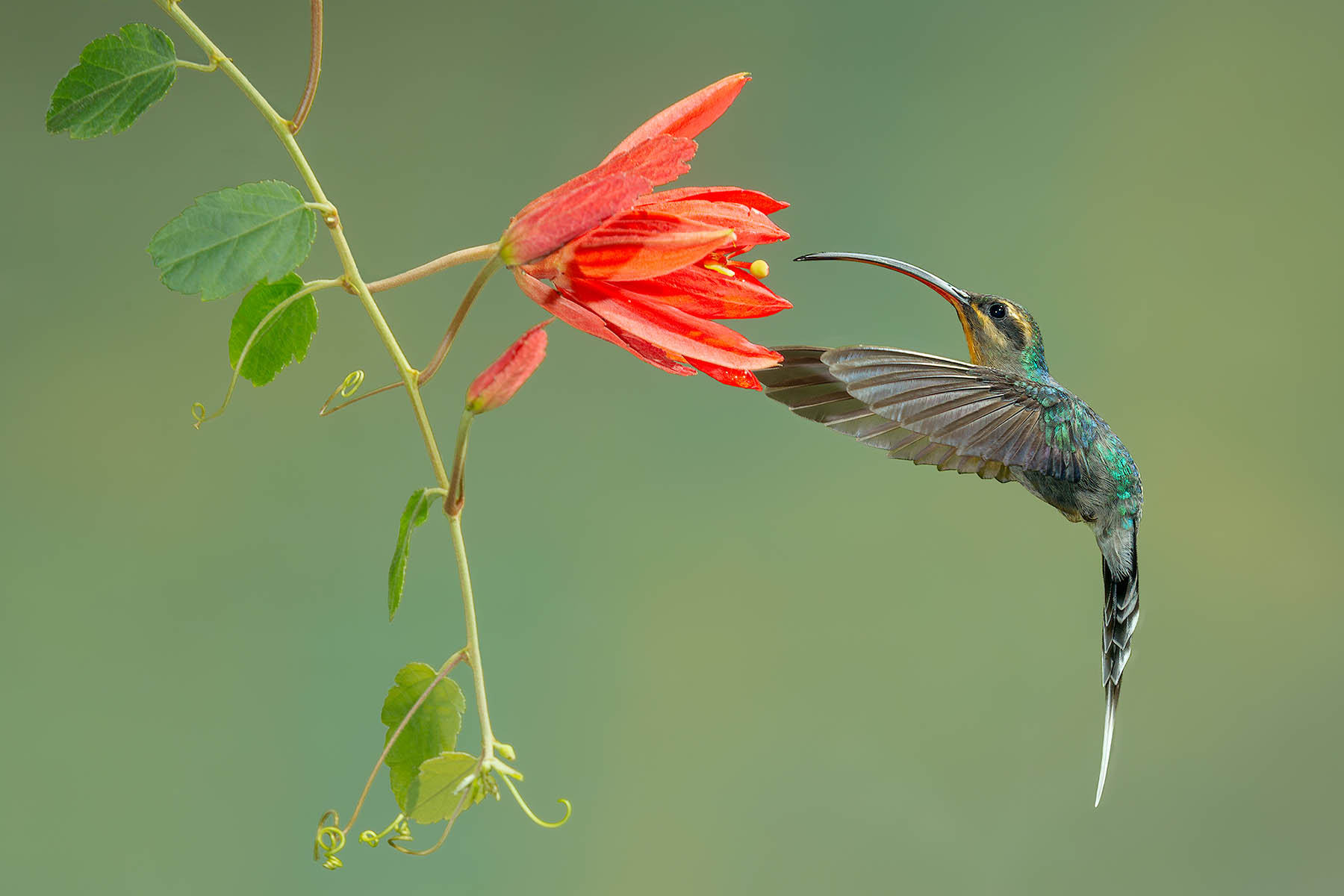 Grünschattenkolibri (Green hermit)