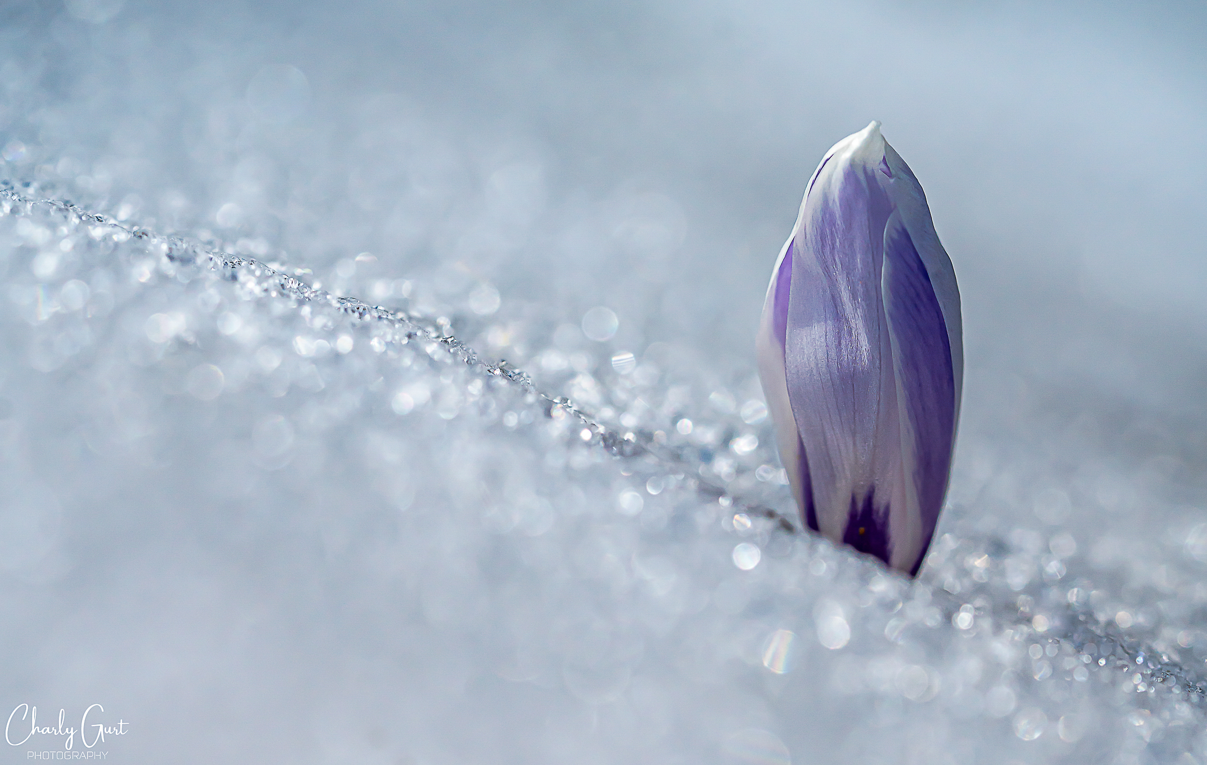 Bergfrühling