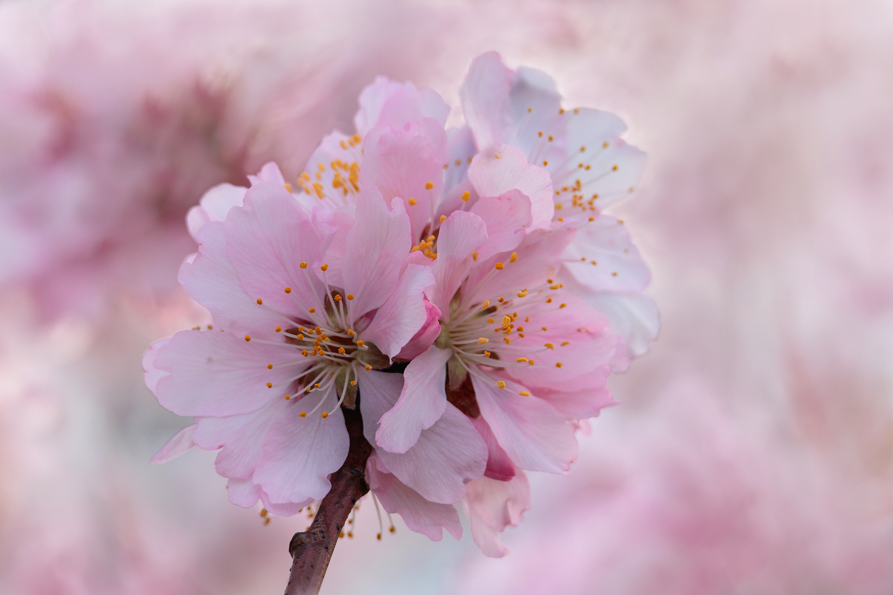 Zur Mandelblüte....