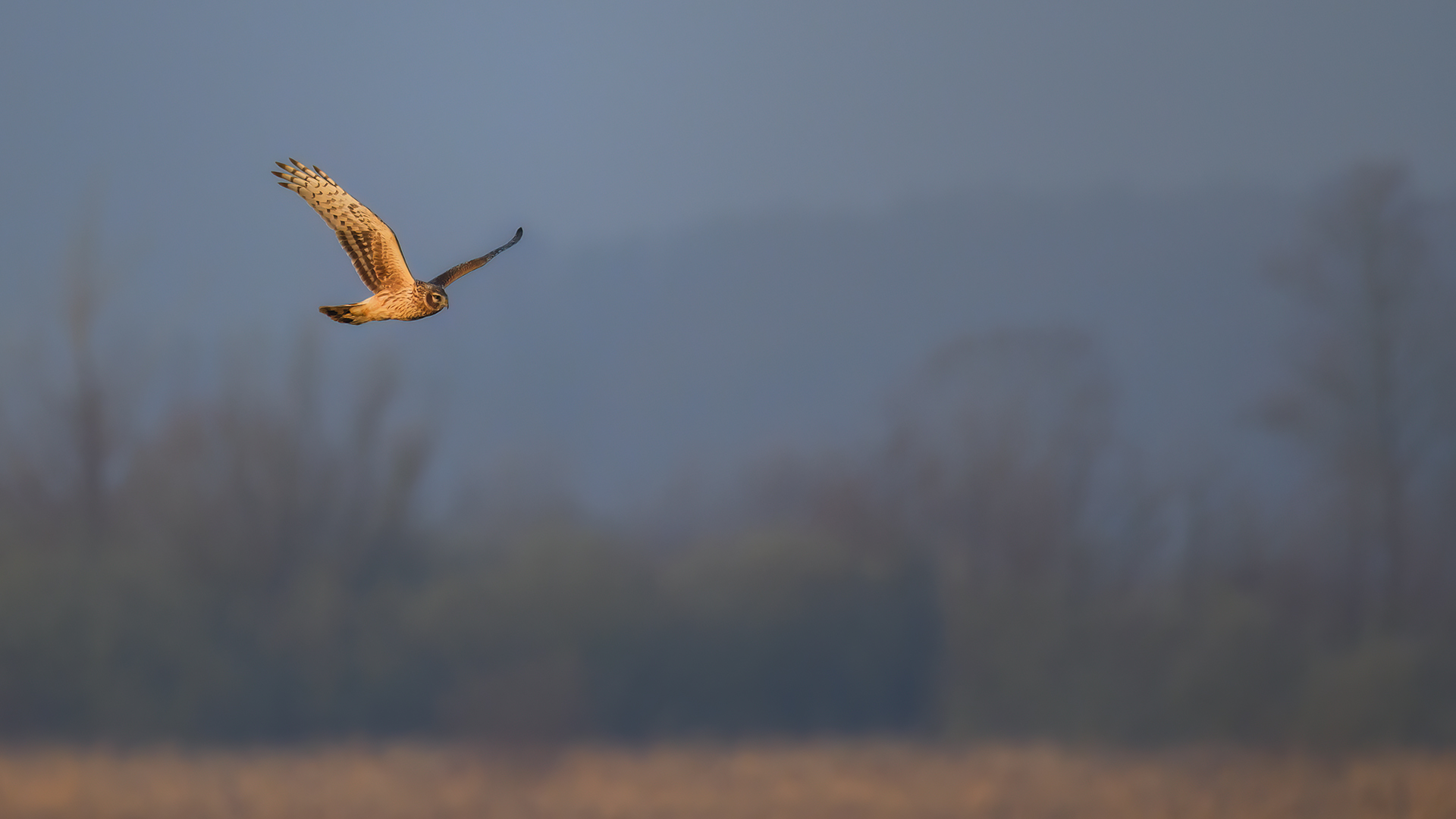 Frostiger Morgen