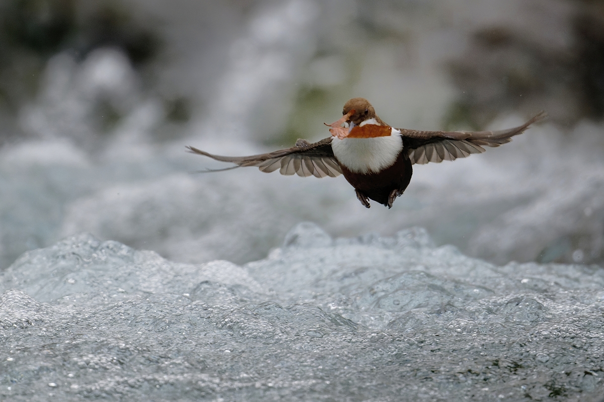 Wasseramsel...