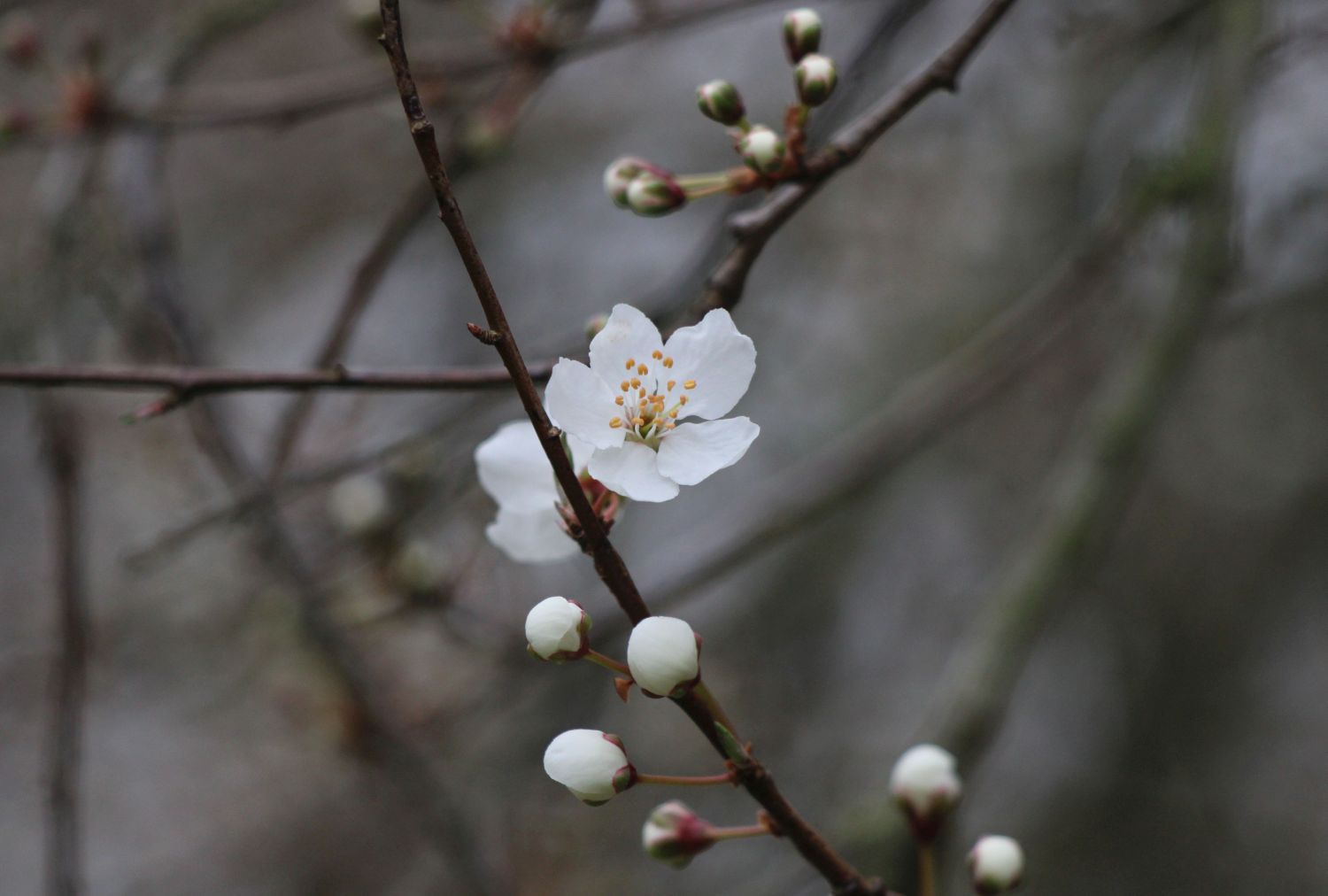 Starker Frost wäre jetzt schädlich