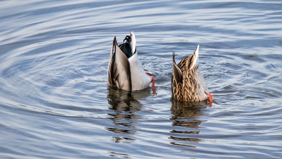 Köpfchen in das Wasser.....