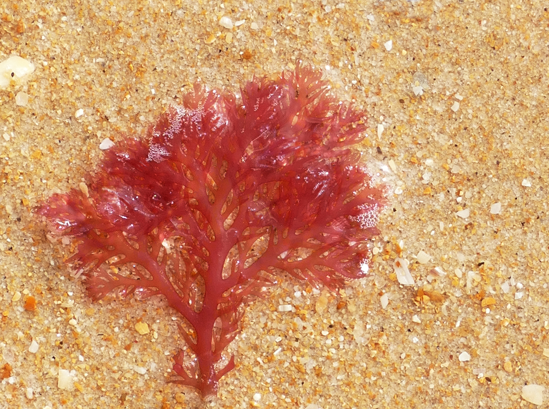 Strandbaum ...