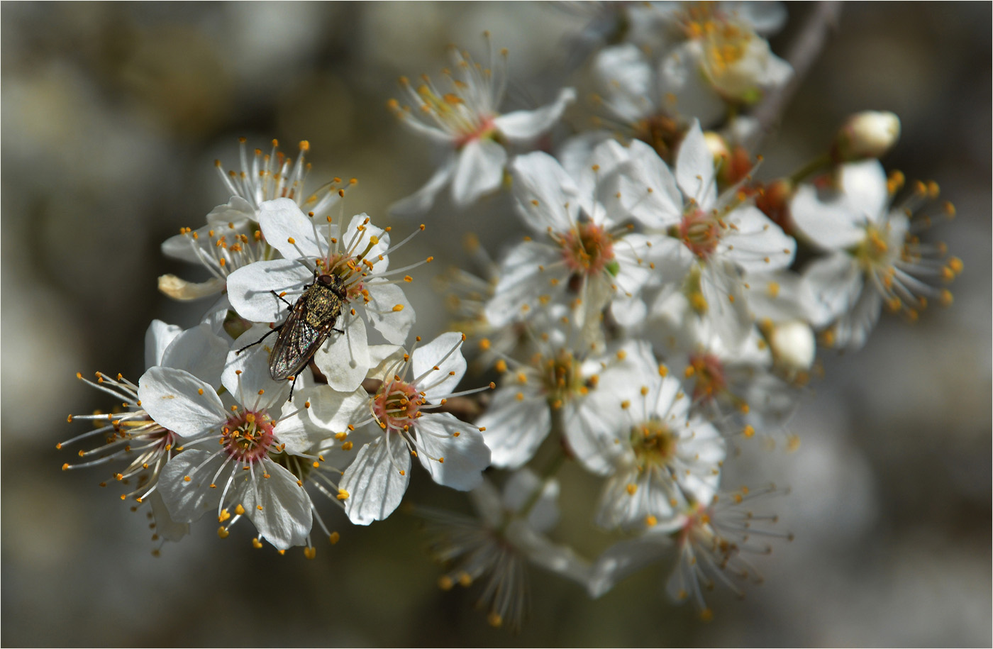 Nicht nur die Bienen ...