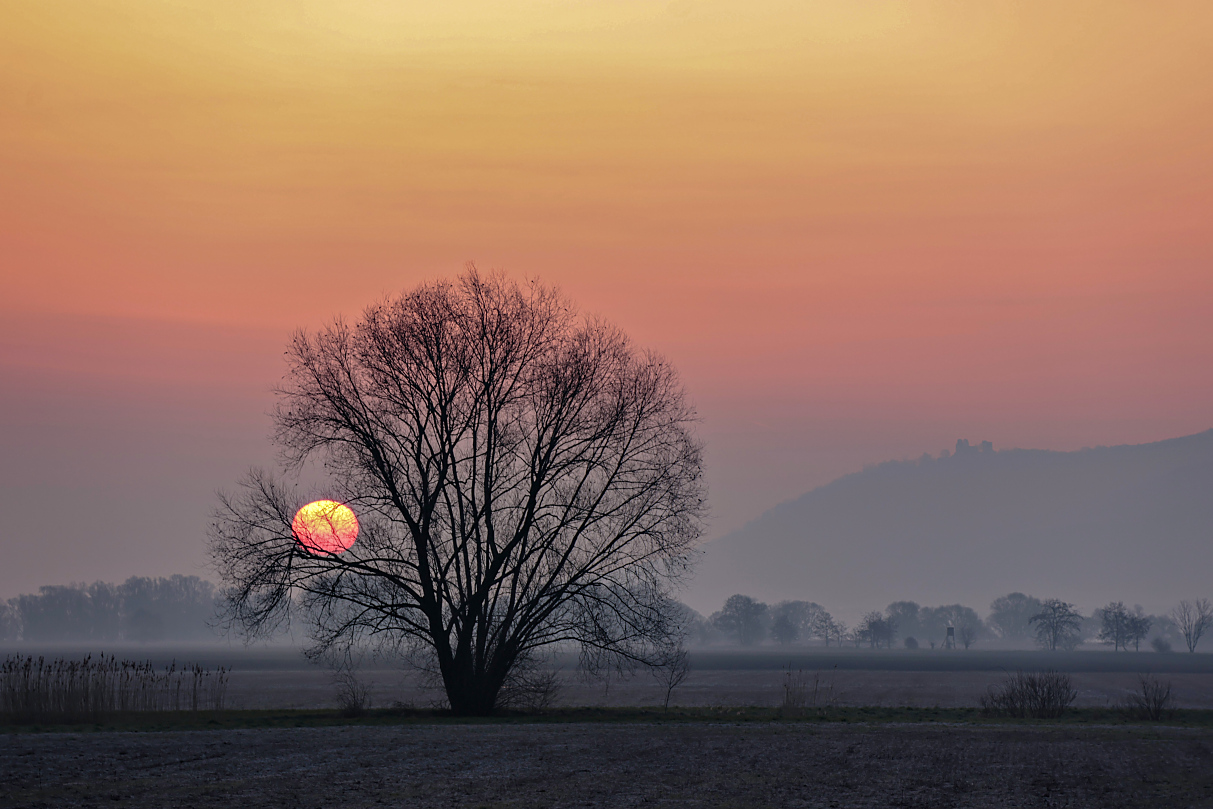 im Baum gefangen