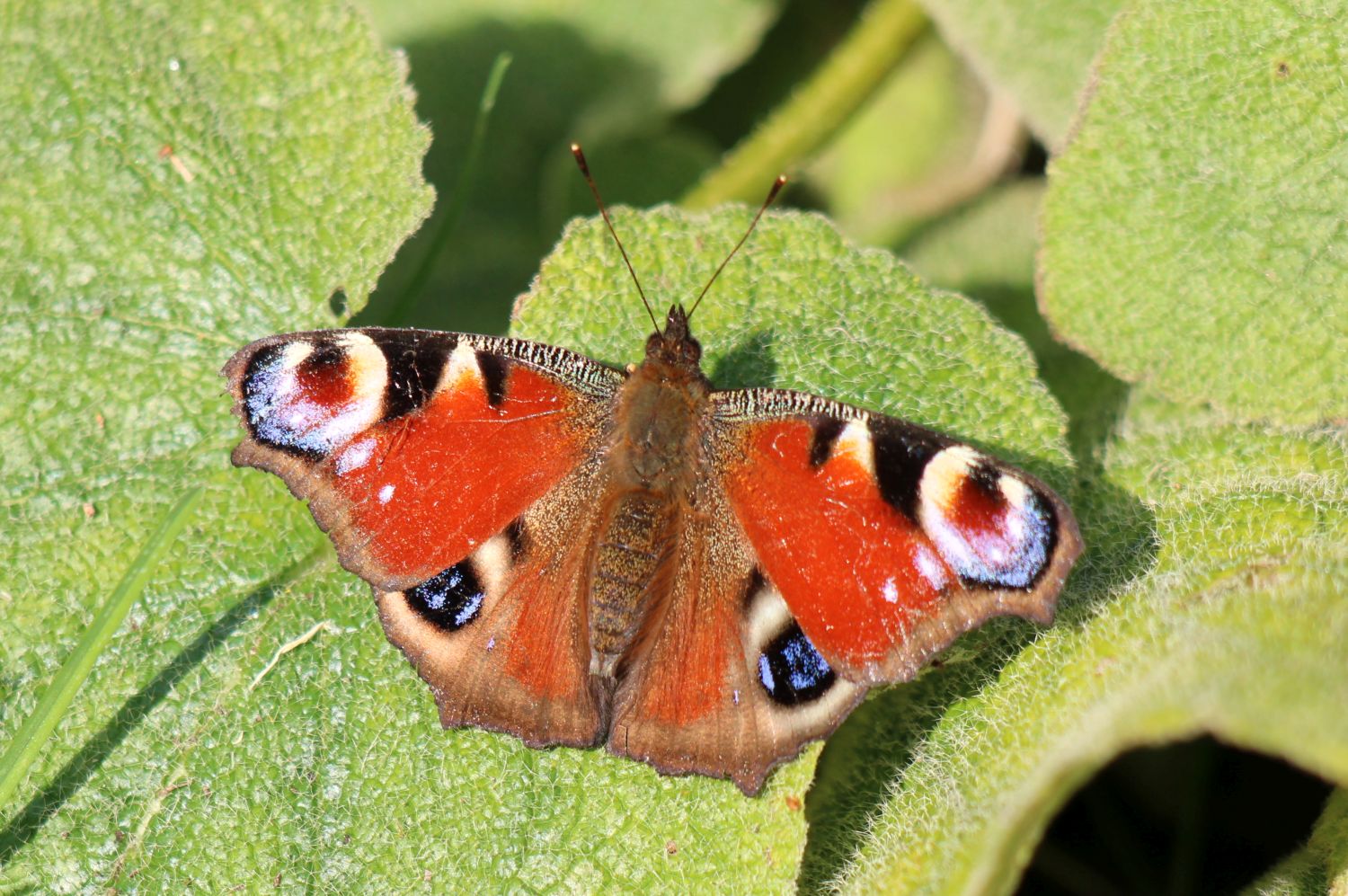 Tagpfauenauge in meinem Garten