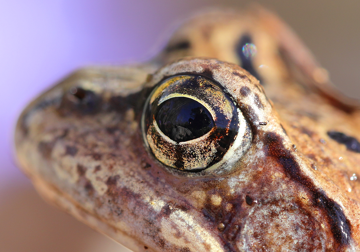 Selbstportrait im Froschauge