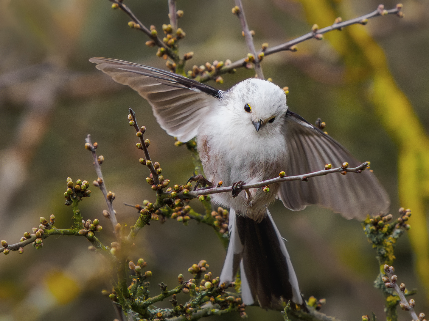 Schwanzmeise ( Aegithalos caudatus )