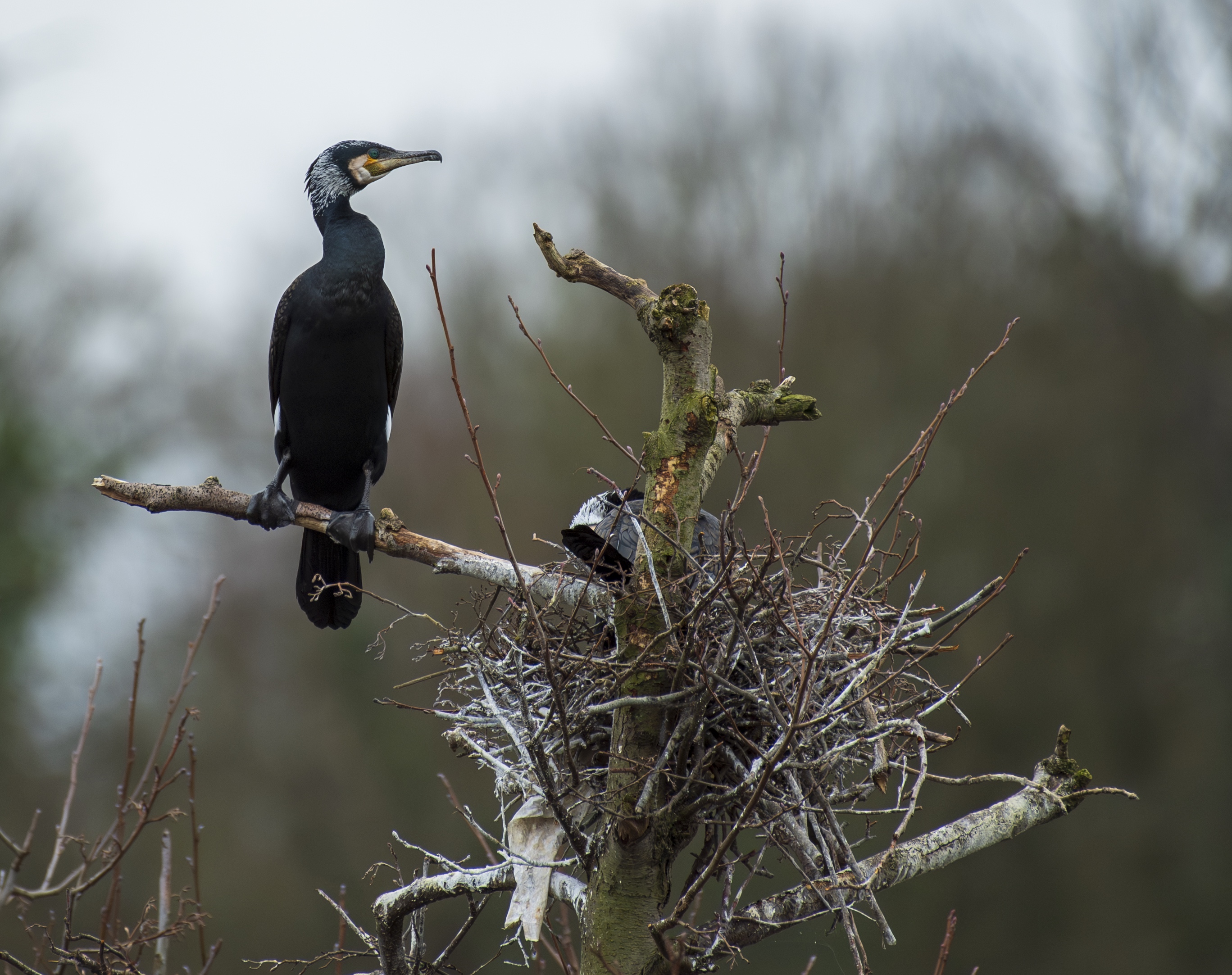 Kormoran - Nestwache