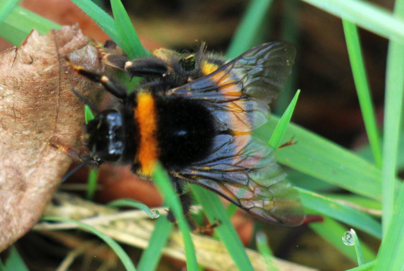 Hummel hat wohl im Boden Eier abgelegt