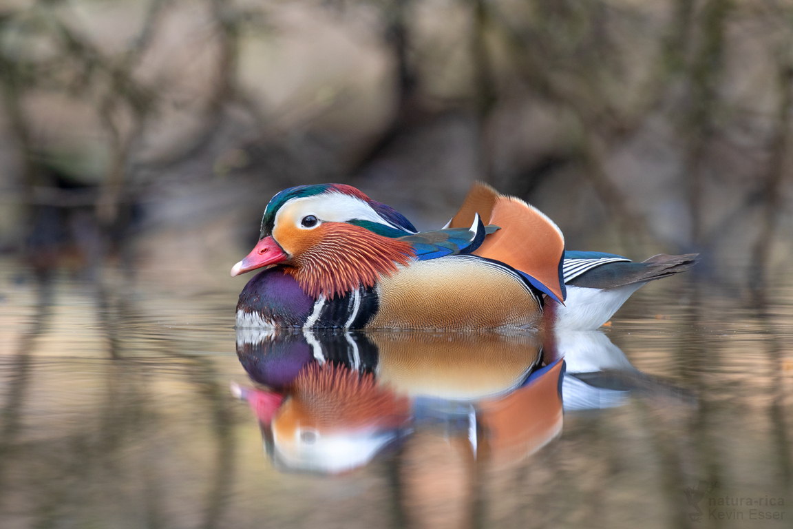 Mandarinente ♂