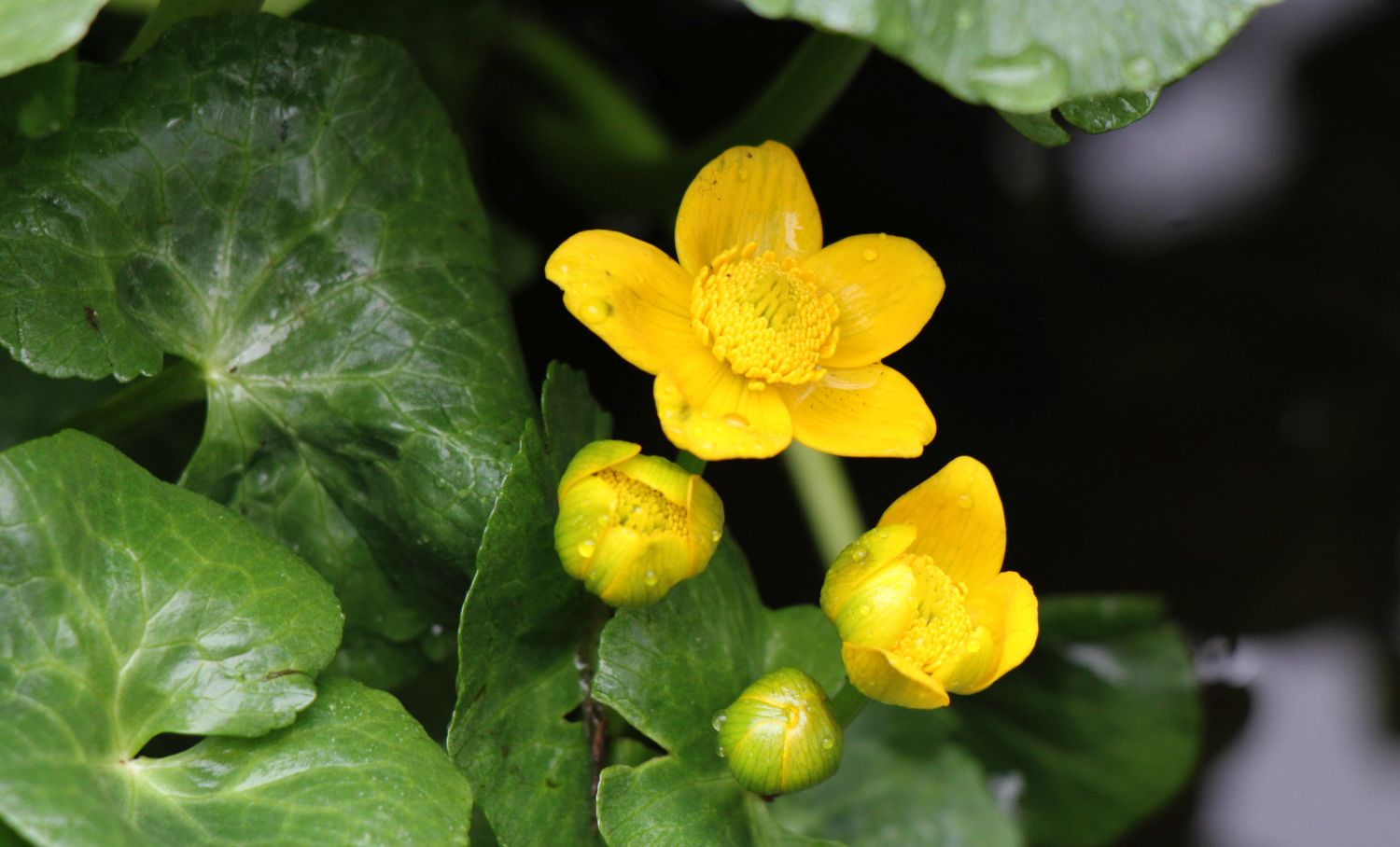 Sumpfdotterblume bei Regenwetter