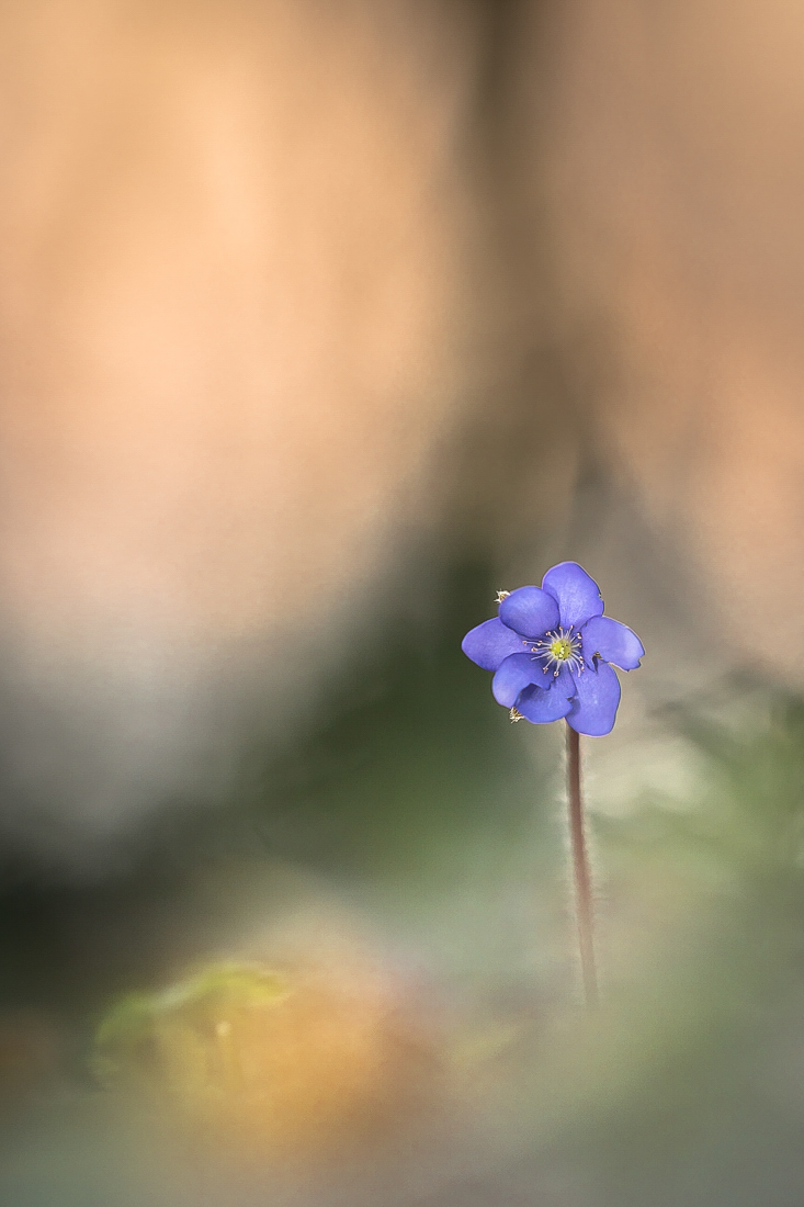 Ein Leberblümchen