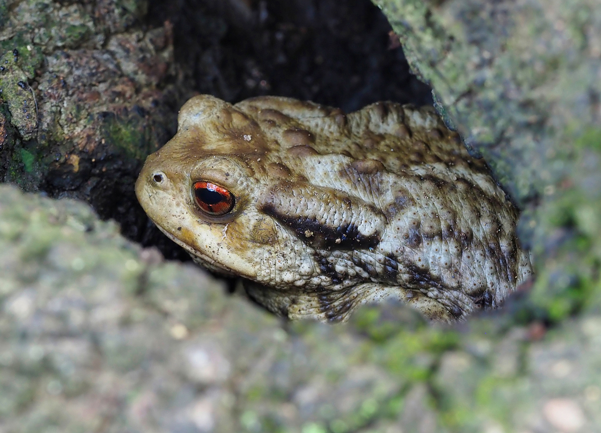 Mittelmeer-Erdkröte (Bufo spinosus)