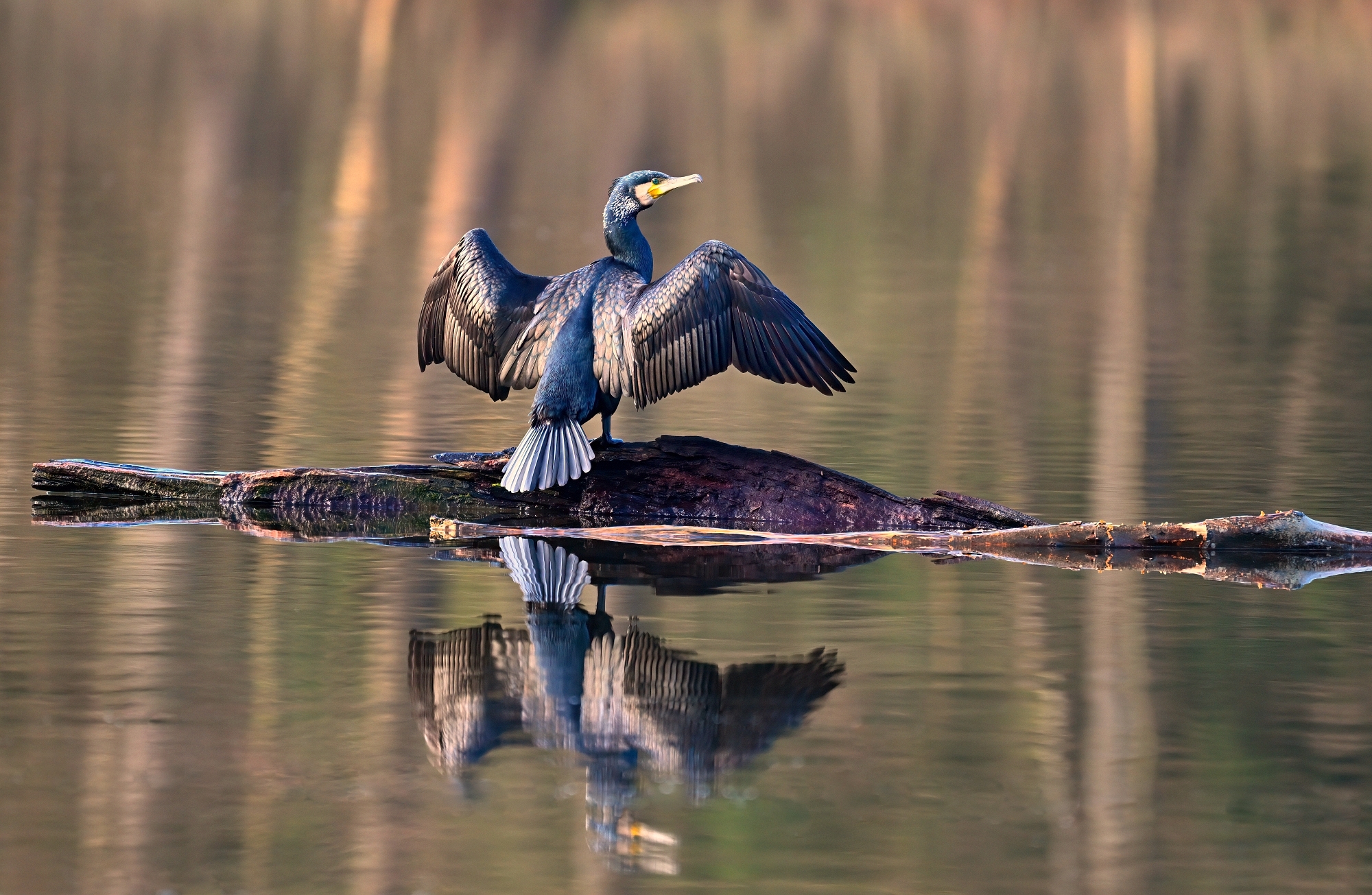 Kormoran (Forum für Naturfotografen)
