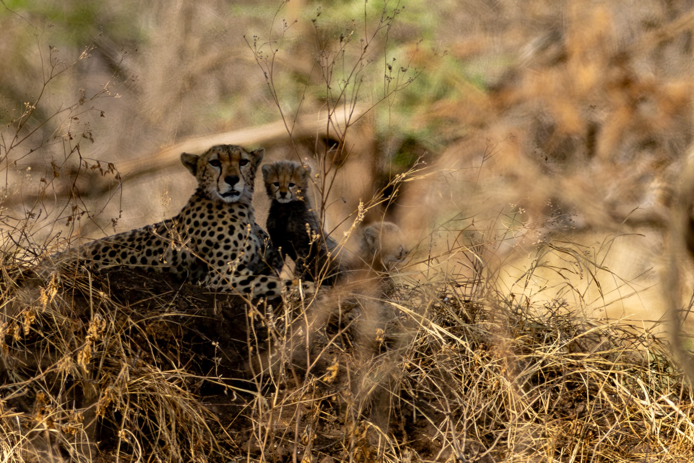 Cheetah mit Babys. Vier Stück an der Zahl. leider war es zur Mittagszeit und die Entfernung war gefühlte 250 m.