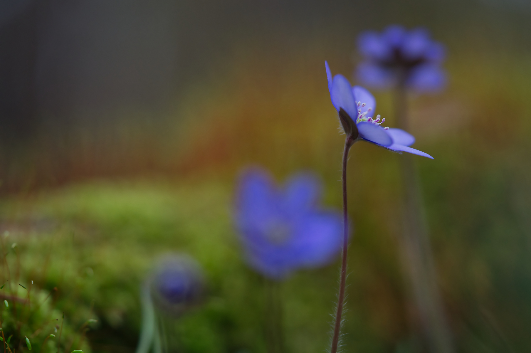 Blaue Blütenedelsteine...