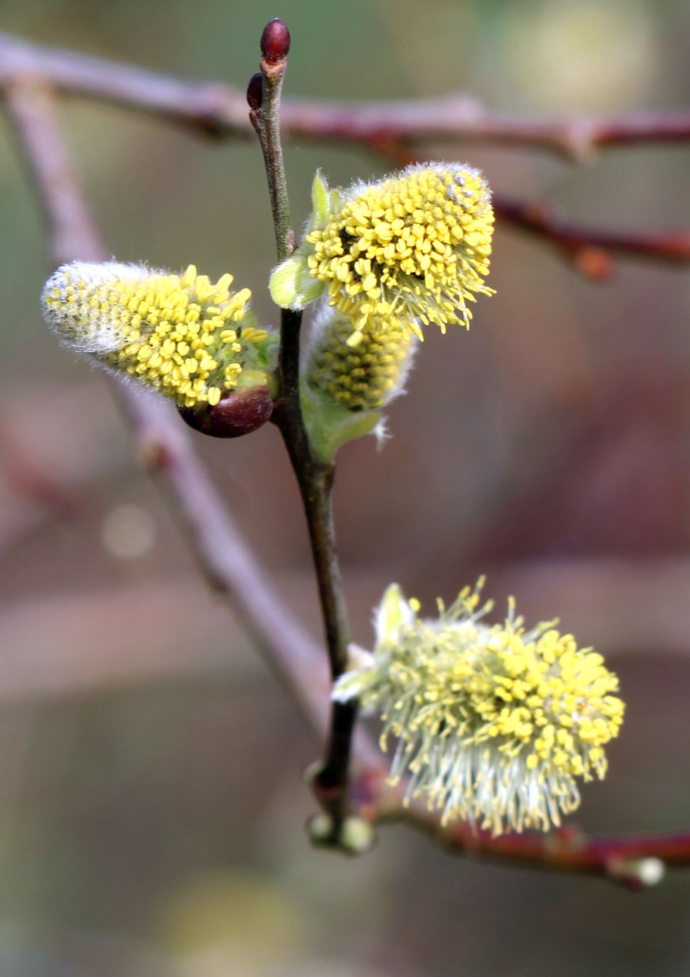 männliche Weidenblüten