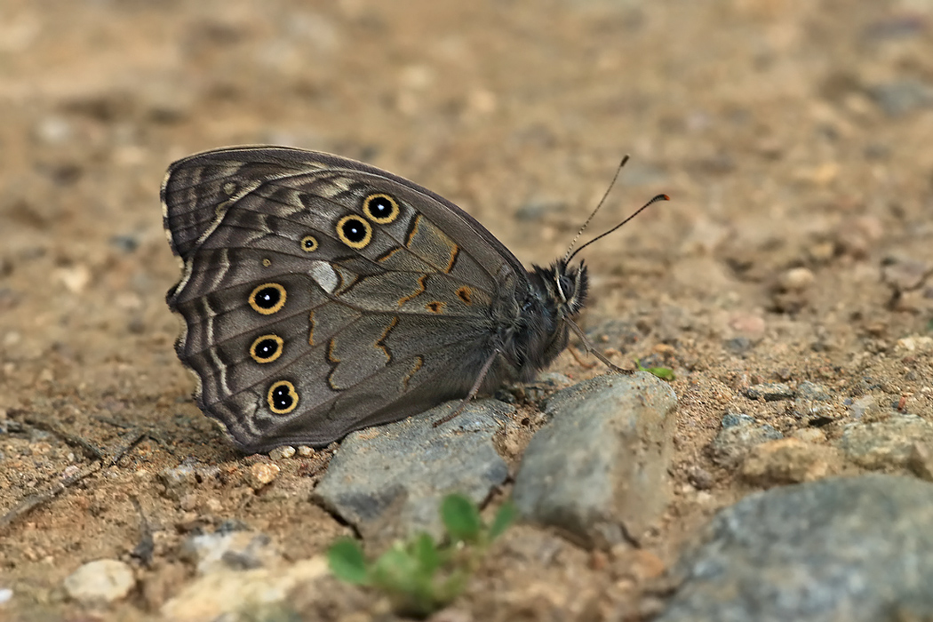 Kirinia roxelana