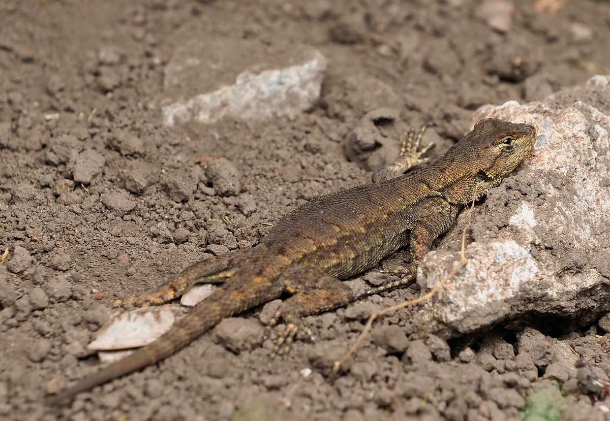 Mesquite-Eidechse (Sceloporus grammicus) beim sonnen...