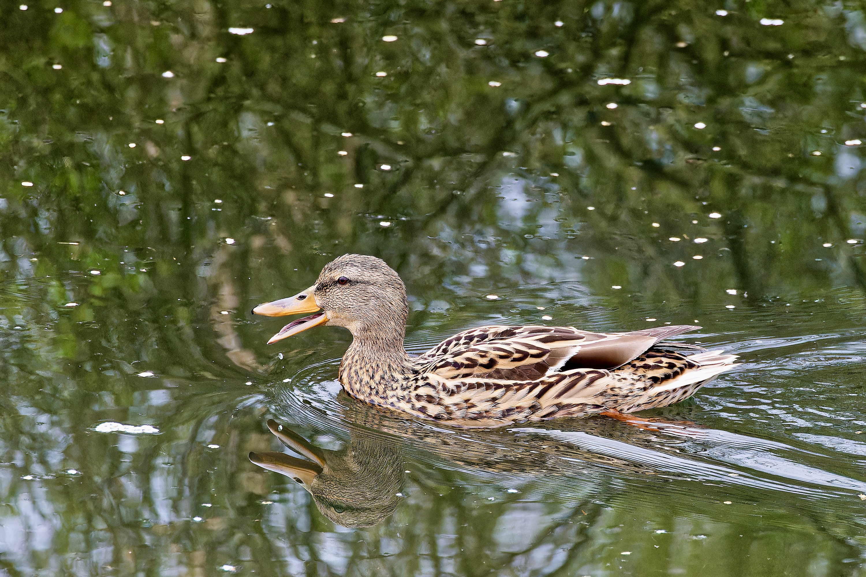 Lachen Enten ?