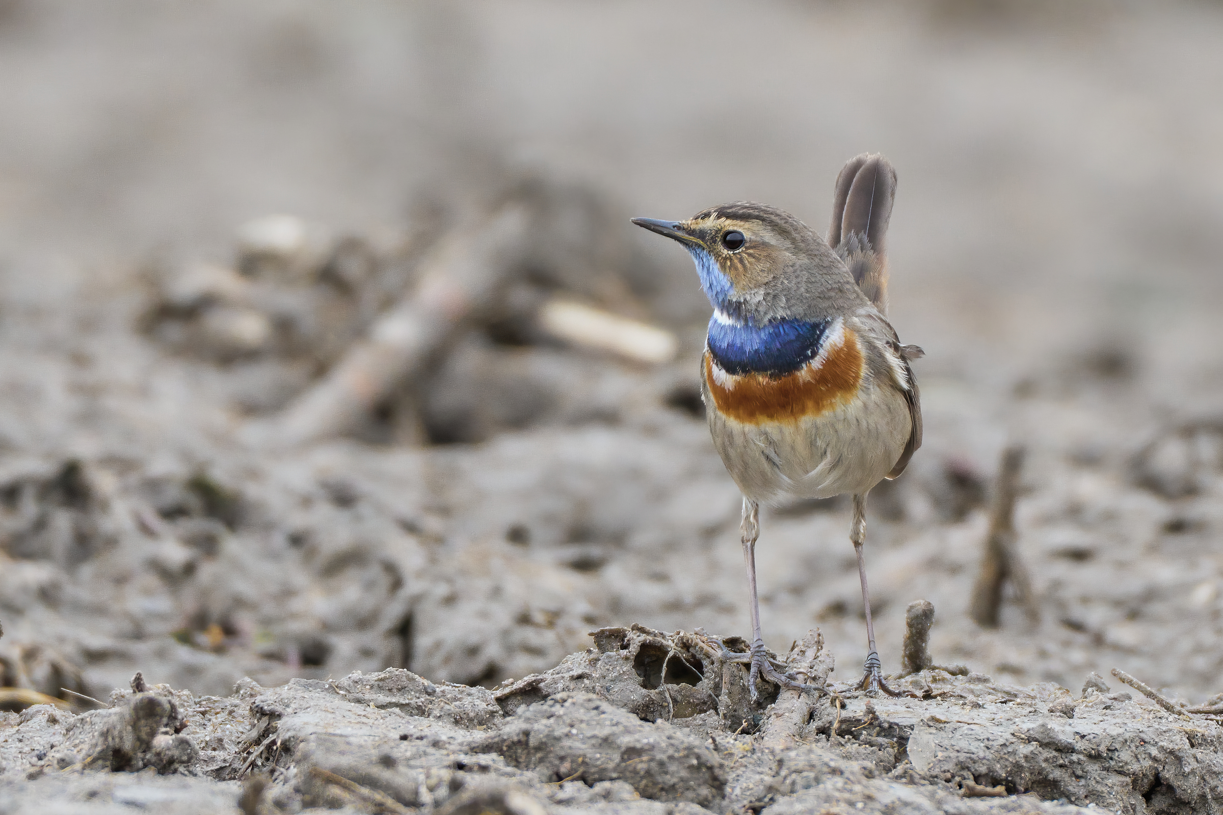 Blaukehlchen